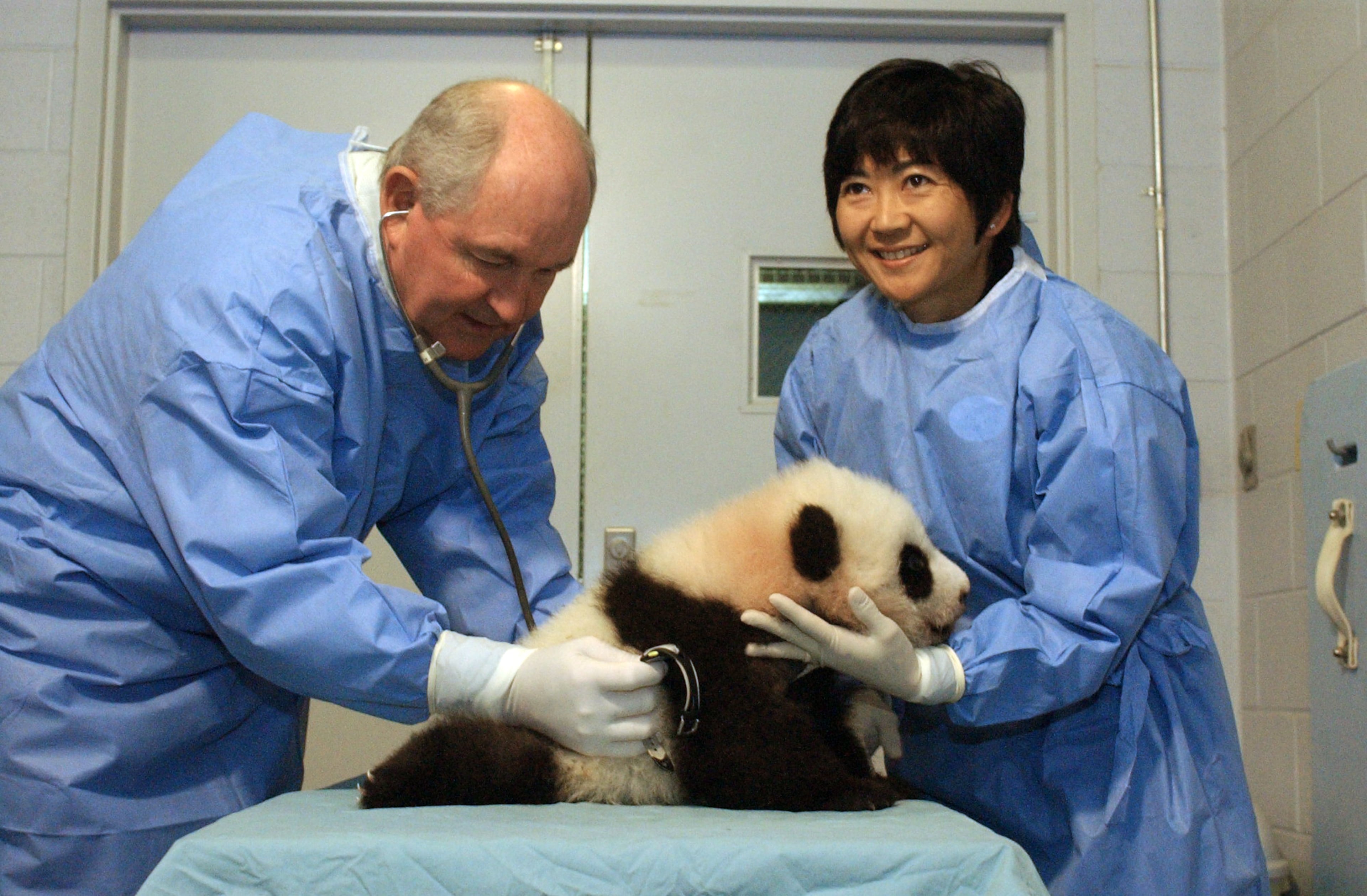 061228 ATLANTA, GA: Georgia Gov. Sonny Perdue (cq) left, listens for the heartbeat while checking it's beats per minute for Mei Lan (cq) the baby panda during her weekly medical exam at Zoo Atlanta Thursday 12/28/2006 as Dr. Maria Crane (cq), right, Vice President for Animal Health and senior veterinarian at Zoo Atlanta, holds the cub. Perdue is a licensed veterinarian in Georgia. (Kimberly Smith/staff)