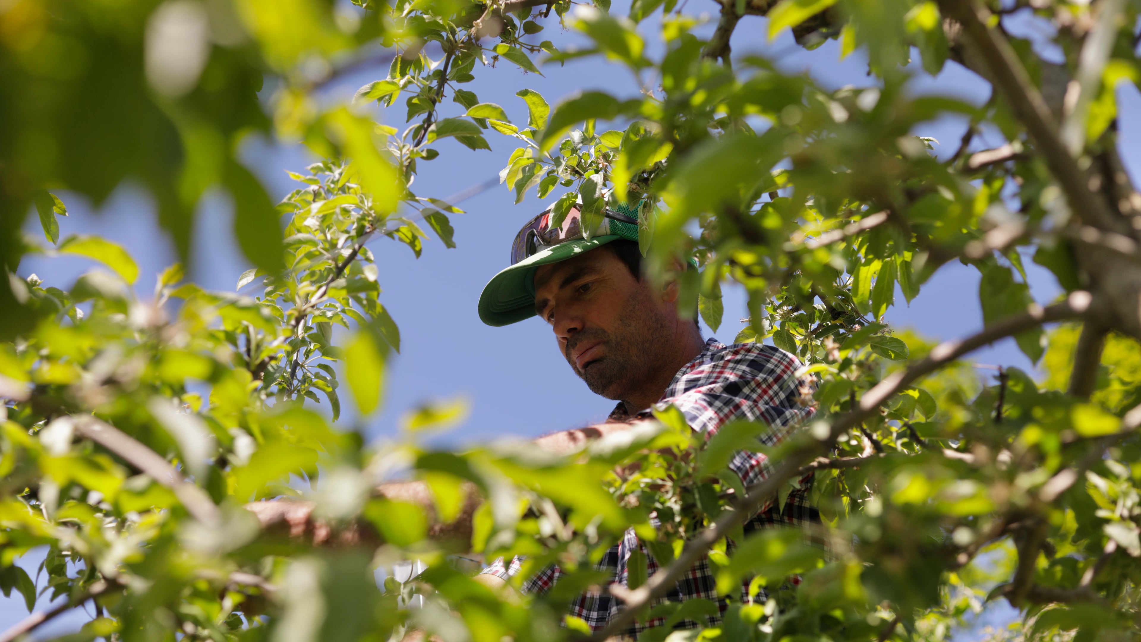 Greg Burtt, owner of Burtt's Apple Orchard, ties tubing around an apple tree to stabilize it Wednesday, June 3, 2026, in Cabot, Vt. (AP Photo/Amanda Swinhart)