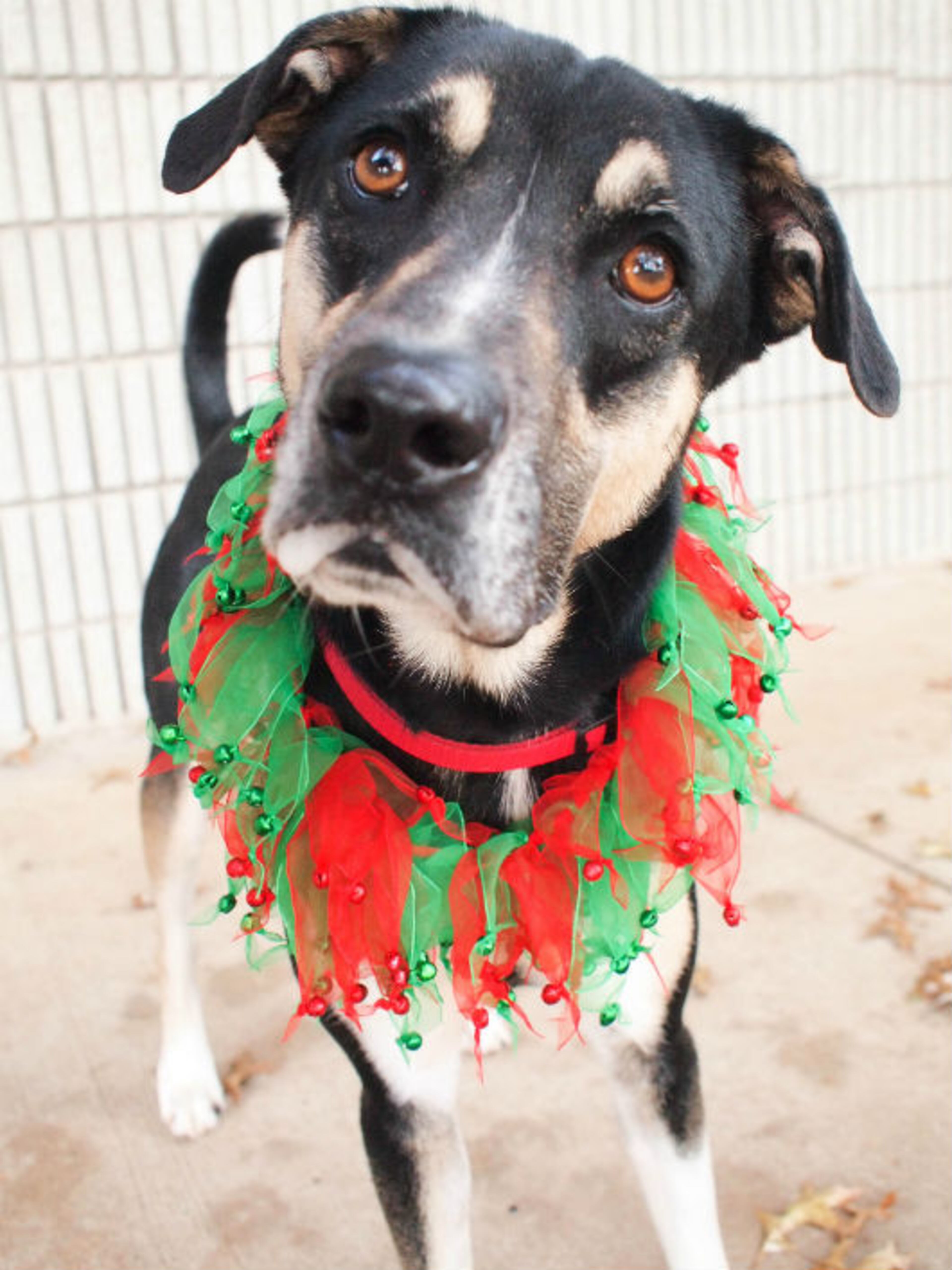 Give an animal a loving home this holiday. Molli is available for adoption at the Howell Mill location of the Atlanta Humane Society. Atlanta Humane Society places approximately 8,000 animals into forever homes each year. For additional information, please email contact@atlantahumane.org.