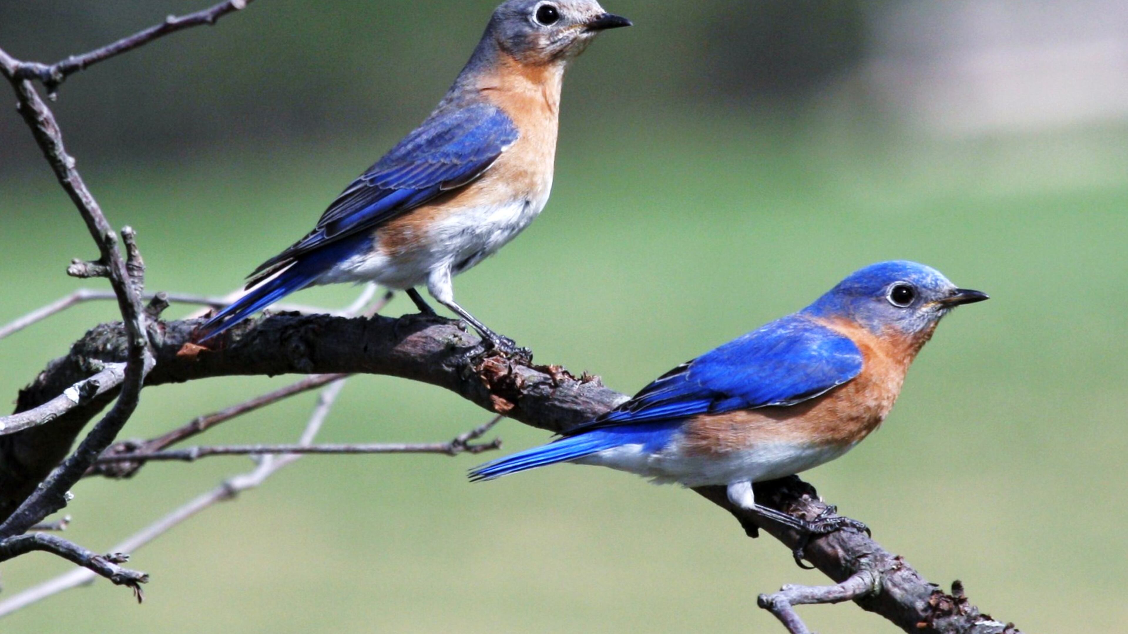 Eastern bluebirds are monogamous, meaning that a male and a female (like those shown here) will form a "pair bond" to raise a brood of babies during the nesting season. However, numerous studies show that "cheating" commonly occurs among birds in monogamous relationships. (Courtesy of Sandysphotos2009/Creative Commons)