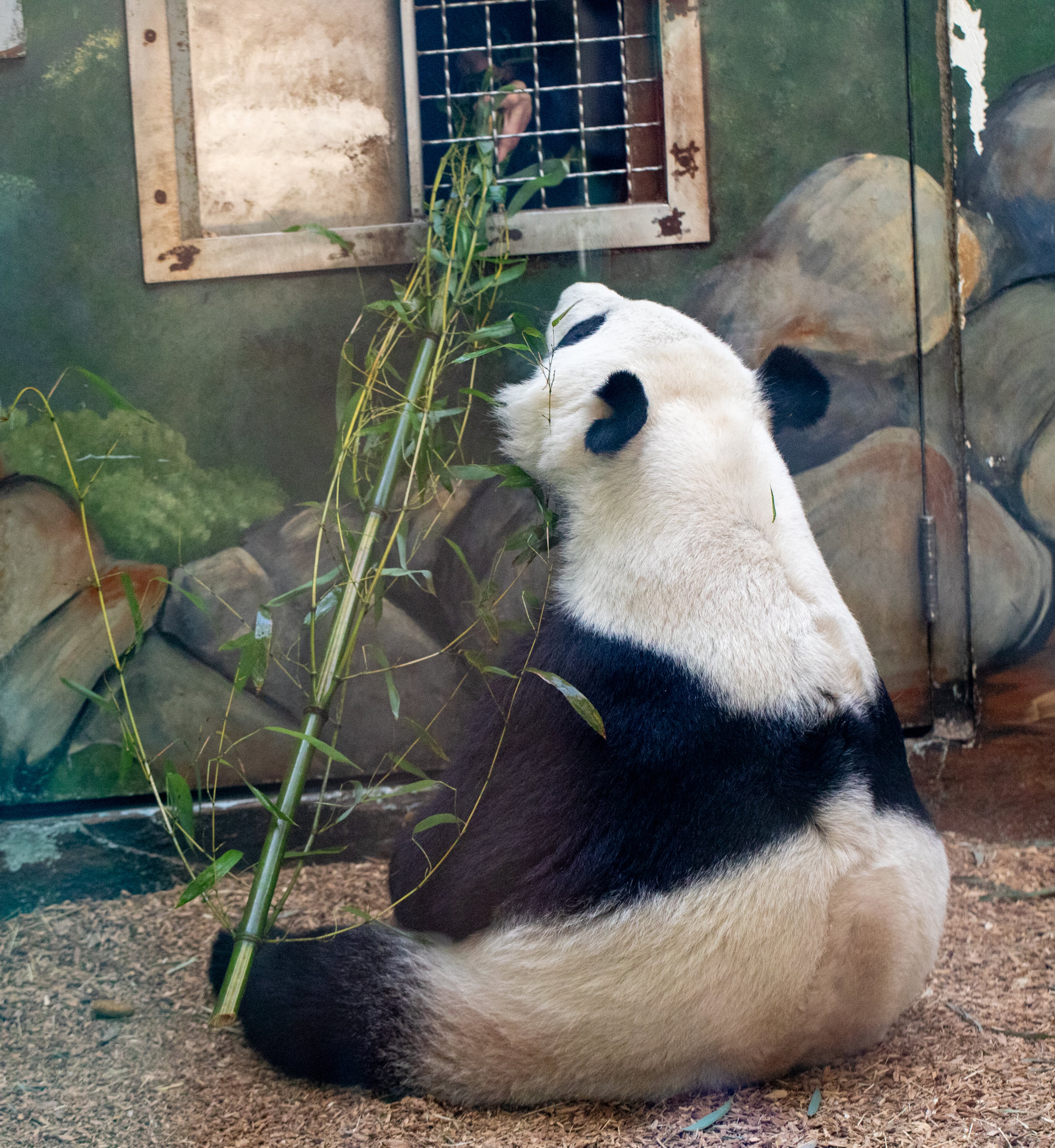 During Zoo Atlanta’s Farewell Visit with the giant pandas, Yang Yang is fed by handlers on Saturday, Oct 5, 2024. (Jenni Girtman for The Atlanta Journal-Constitution)