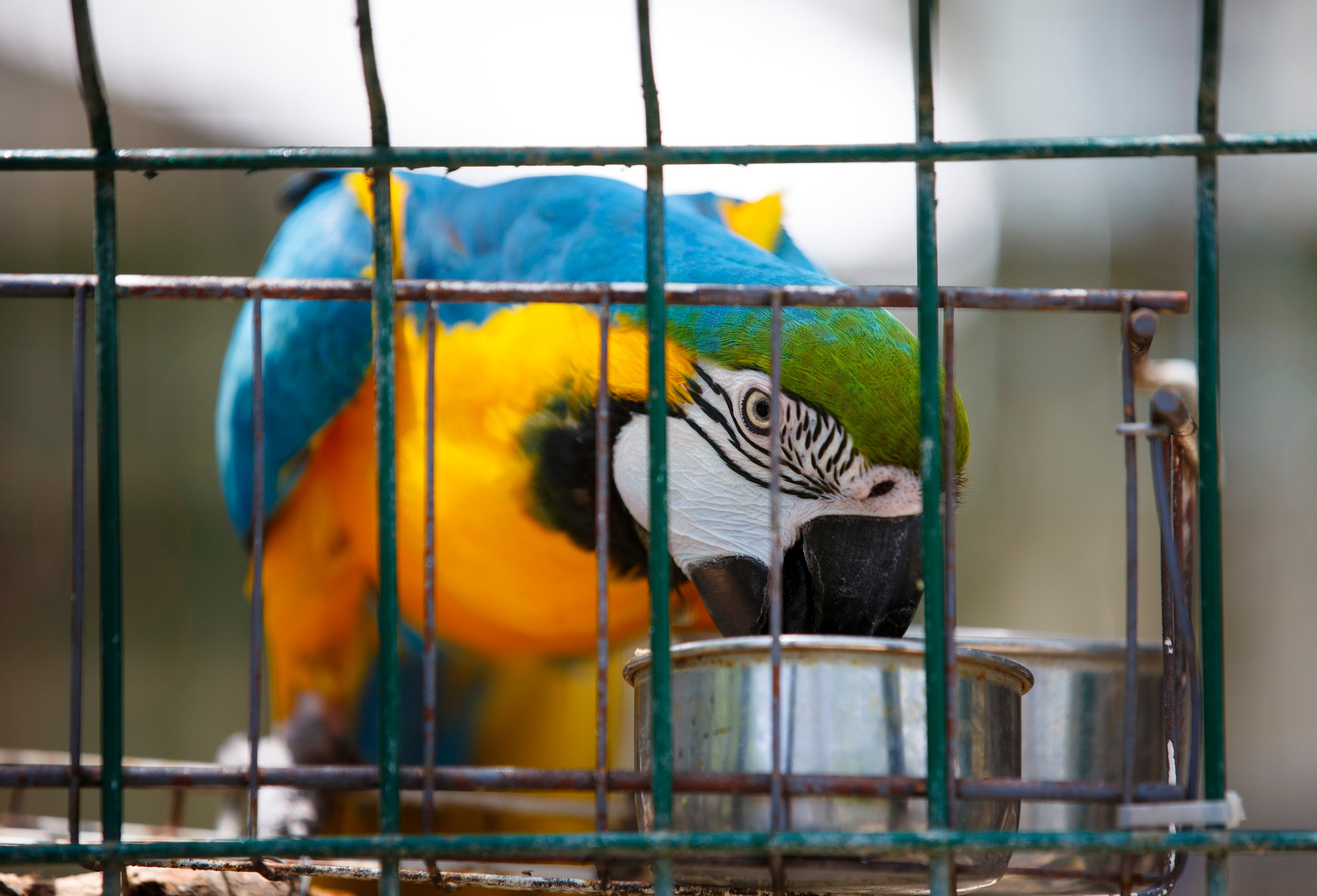A Blue & Gold macaw eats during feeding time a the Suncoast Primate Sanctuary on May 10, 2014 in Palm Harbor, Florida. The Suncoast Primate Sanctuary Foundation is non-profit organization that is home to over 70 animals including orangutans, chimpanzees, monkeys, tropical birds and reptiles. Most of the animals that make their home at the sanctuary are their after no longer being able to be cared for as a family pet or retiring from the laboratory and film businesses. The sanctuary is open to the public Thursday through Sunday. VISIT FLORIDA/Scott Audette