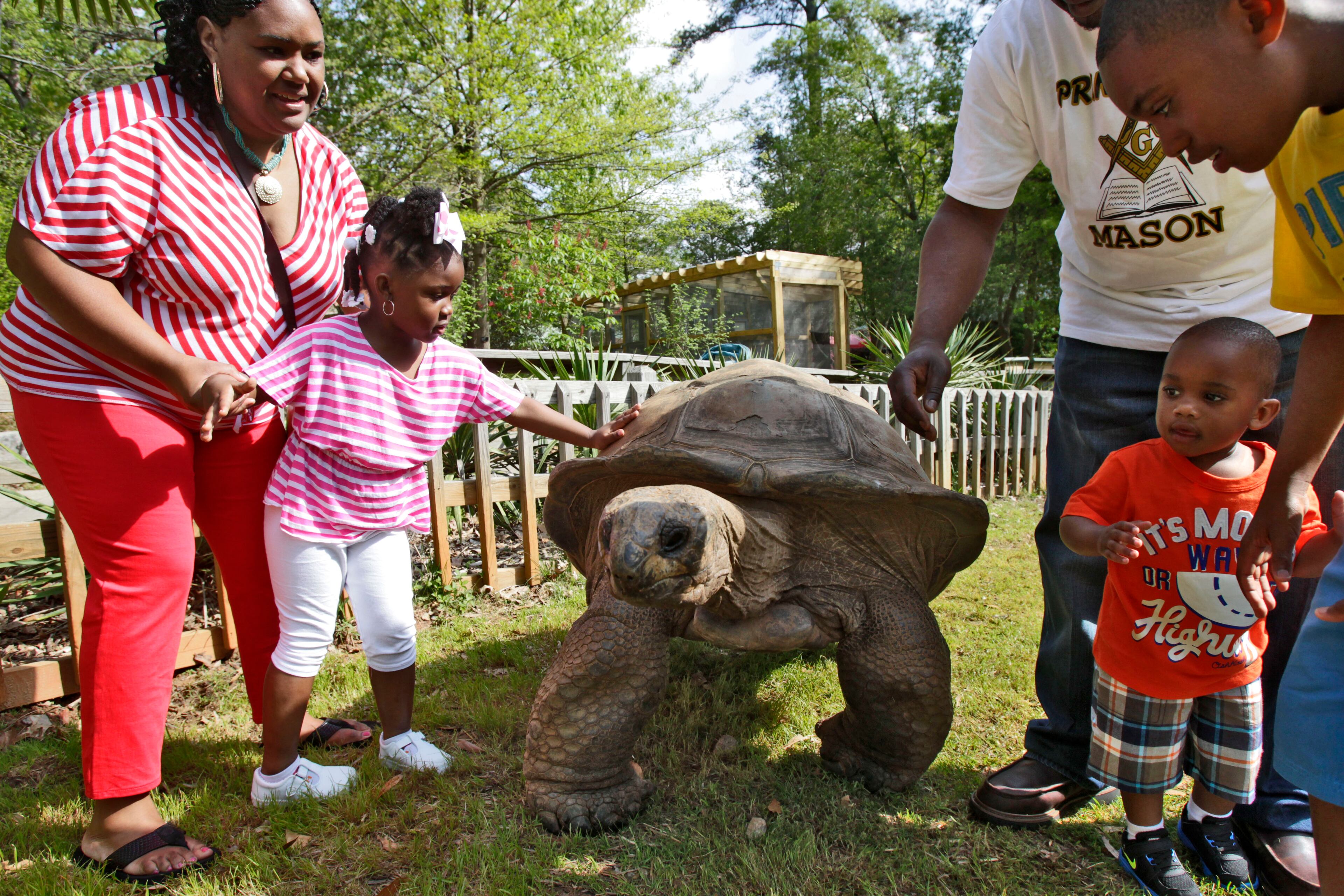 The Lusane family, mom Nicole (from left) four-year-old Kmyree, dad Antonio, two-year-old Caidin, and nine-year-old Austin meet "Al", at Zoo Atlanta's Aldabra tortoise encounter. Zoo Atlanta's Aldabra tortoises are among the new animals who are part of the zoo's animal encounter program.