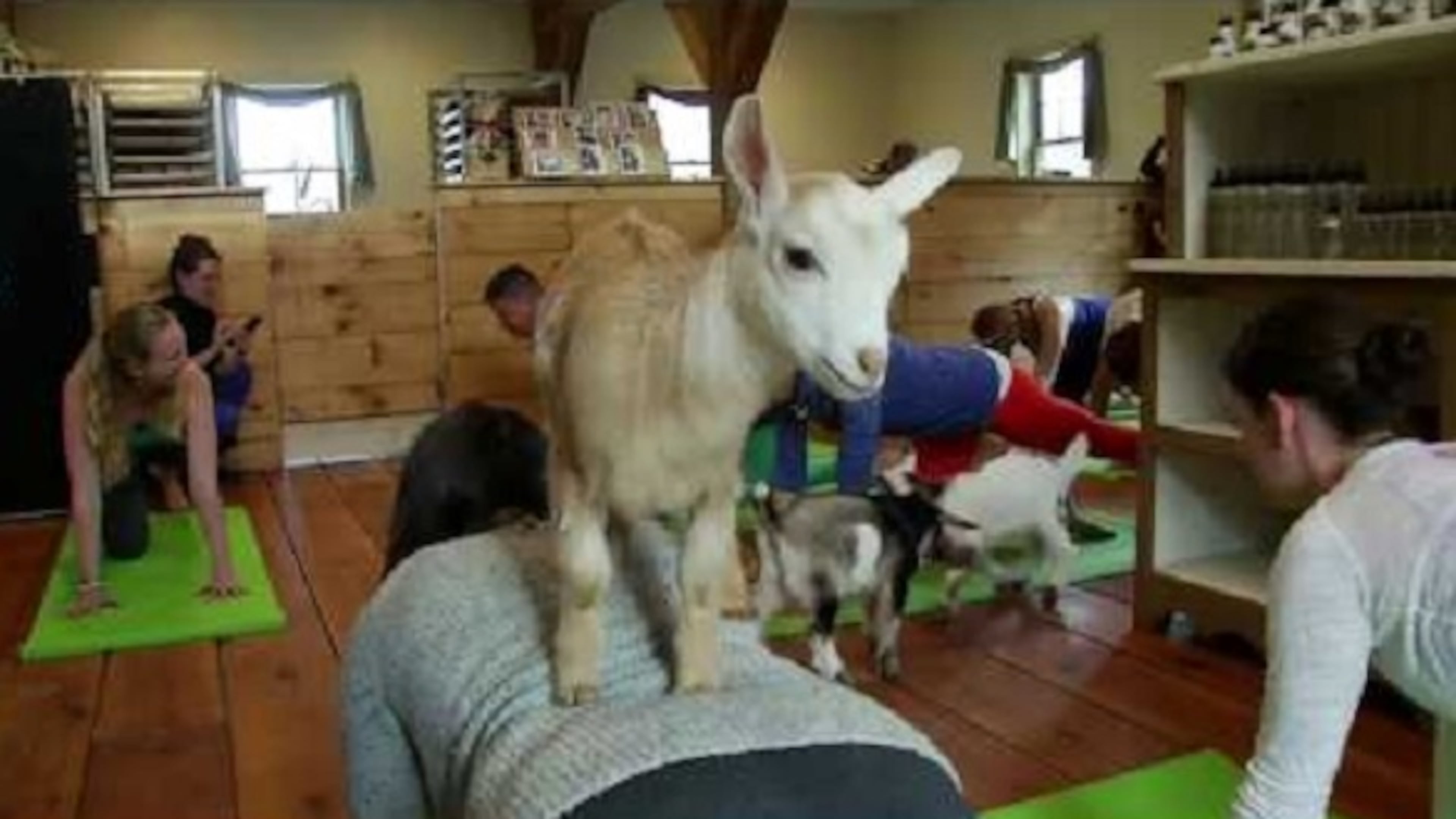 Yogis can practice yoga with goats at Coolray Field on June 18.