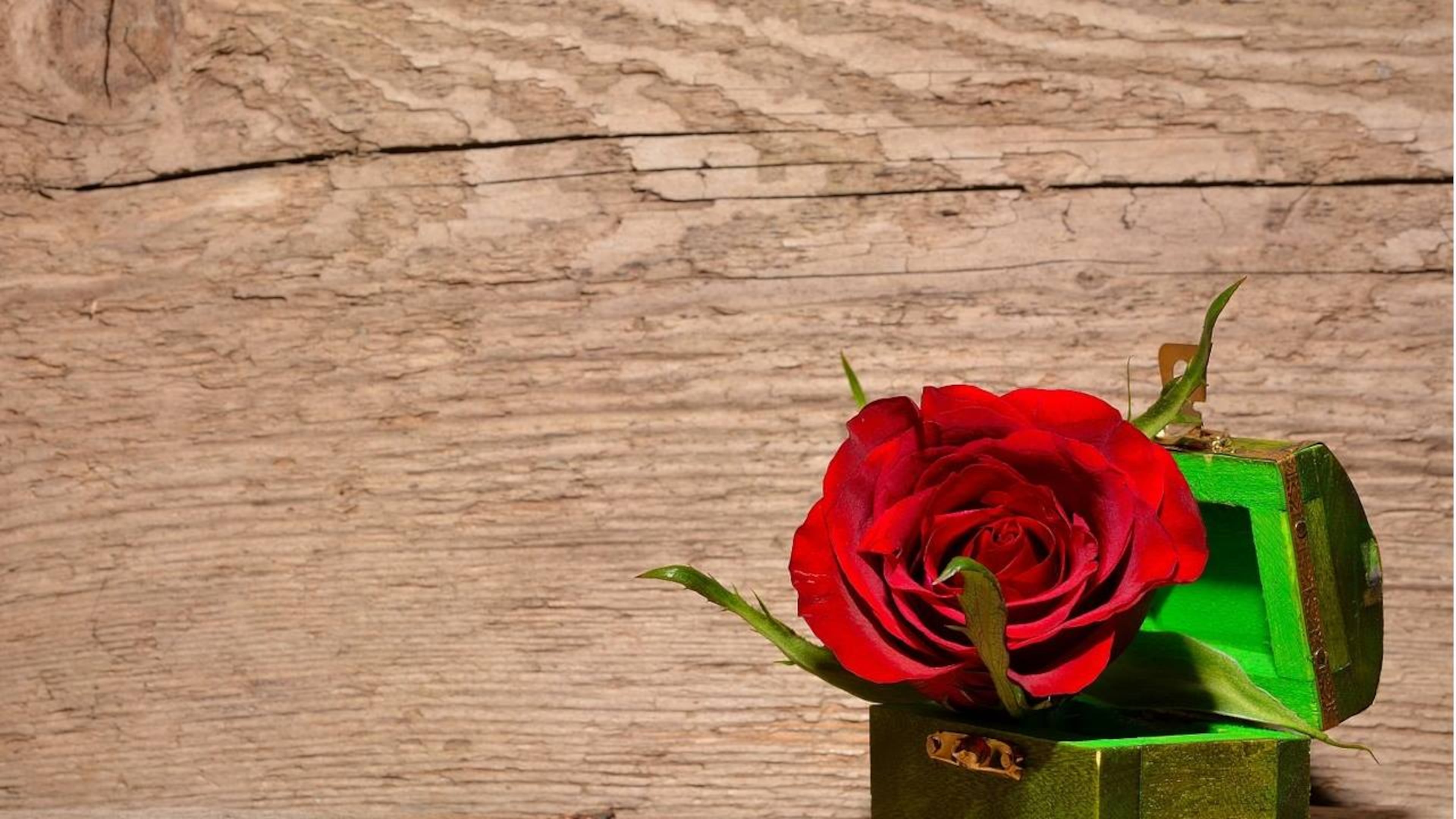 A therapy dog at a Minnesota funeral home provides comfort for grieving families.