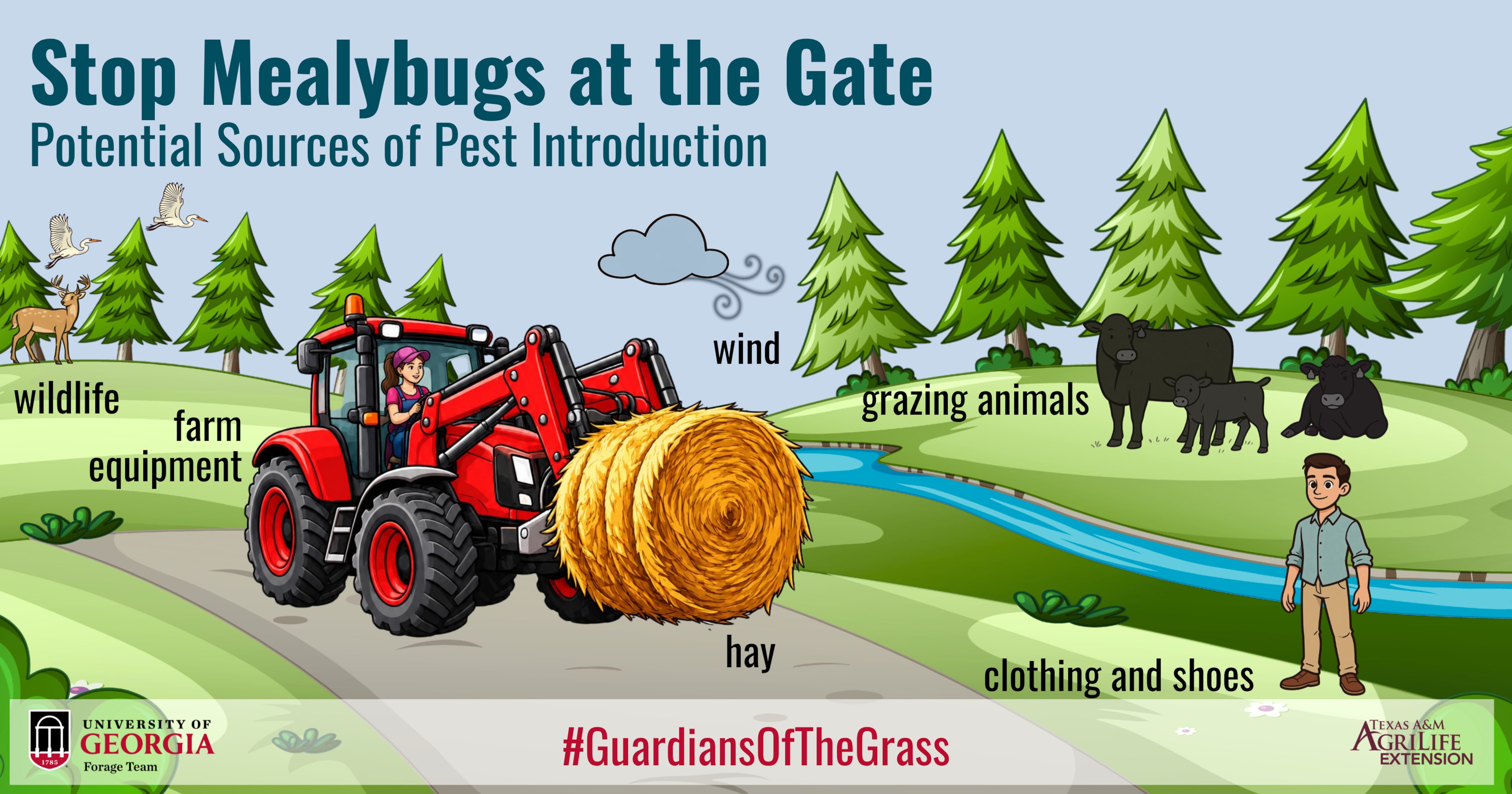 Possible sources of introduction of the pasture mealybug. The Georgia Department of Agriculture is encouraging farmers to to practice “good farm biosecurity.” (Courtesy of the University of Georgia)