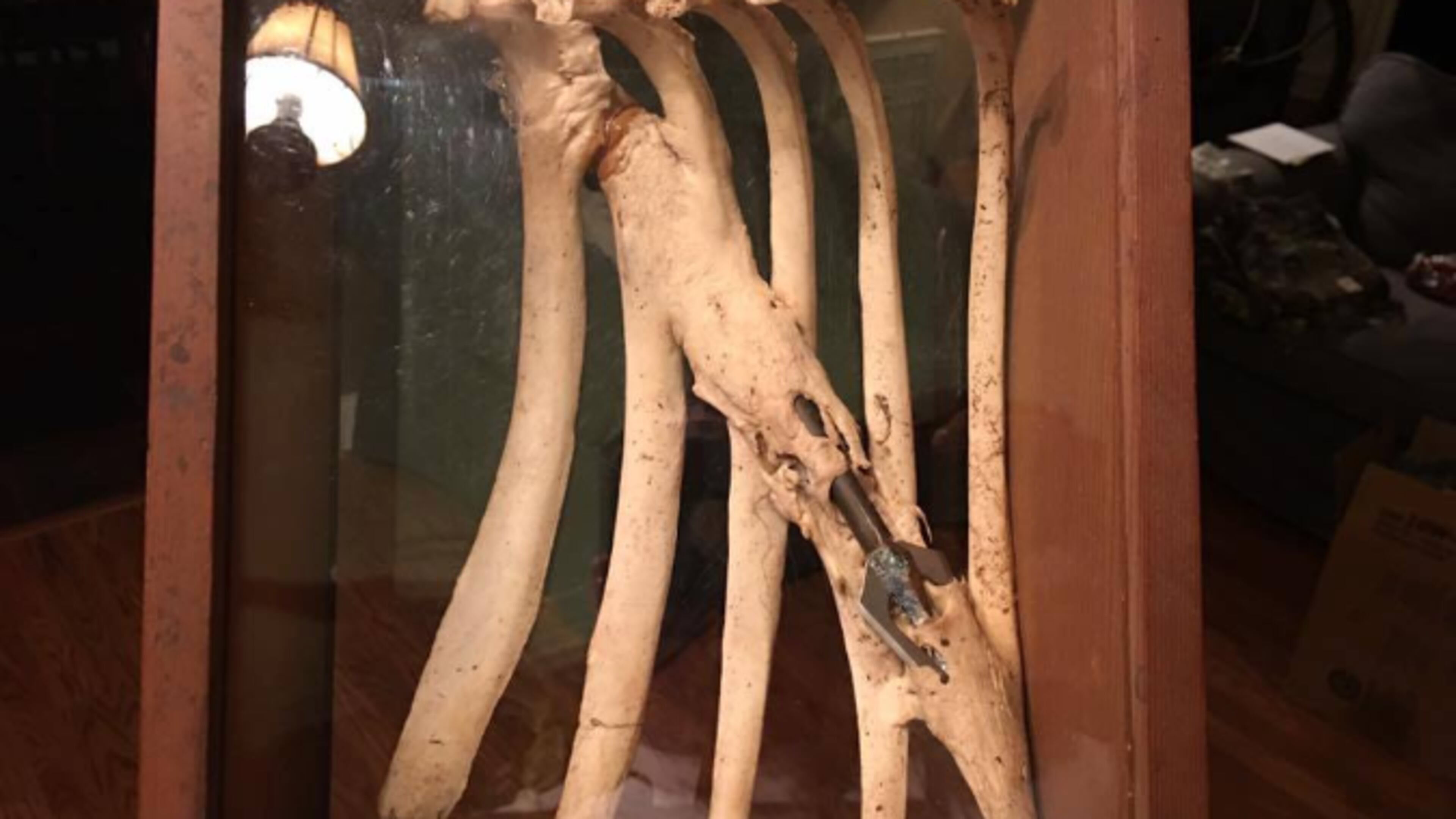 This fallen deer was found with an arrow acting as a splint.