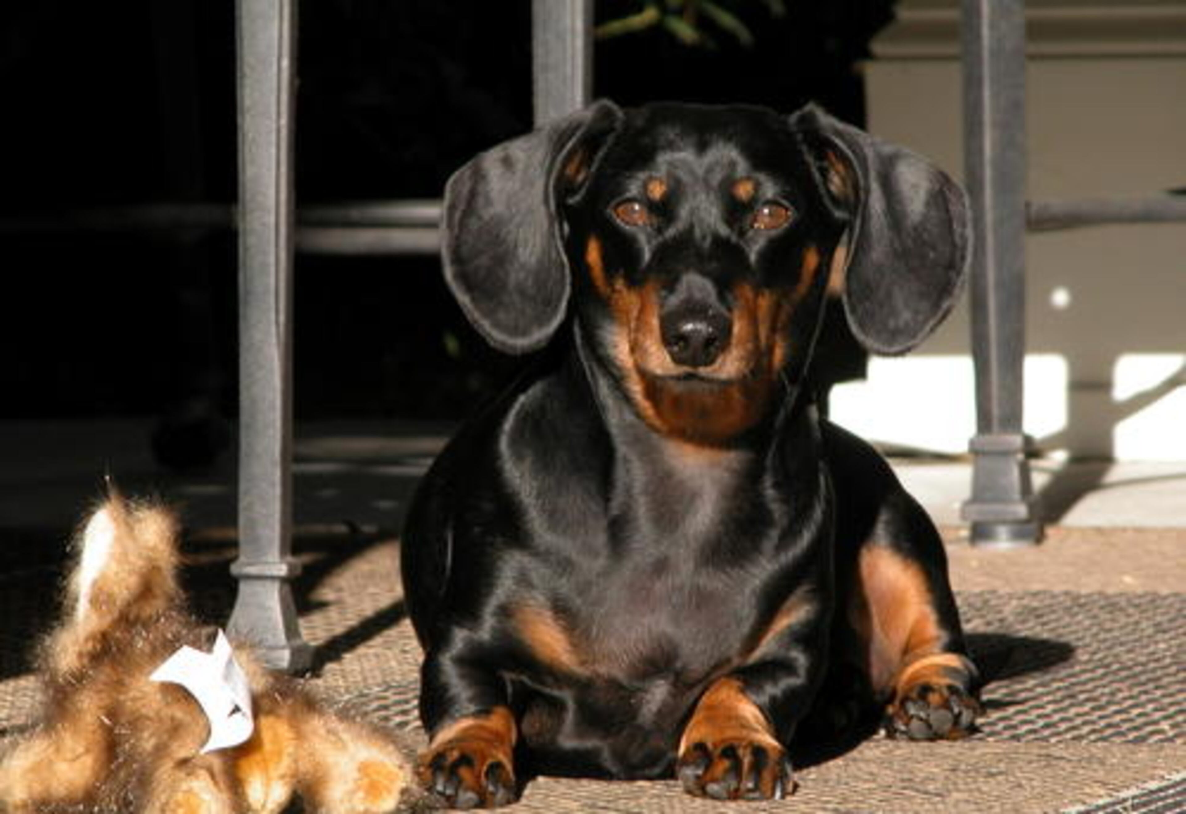 Bosco offers his tough guy pose, while silently hoping you won't notice his toy bunny.