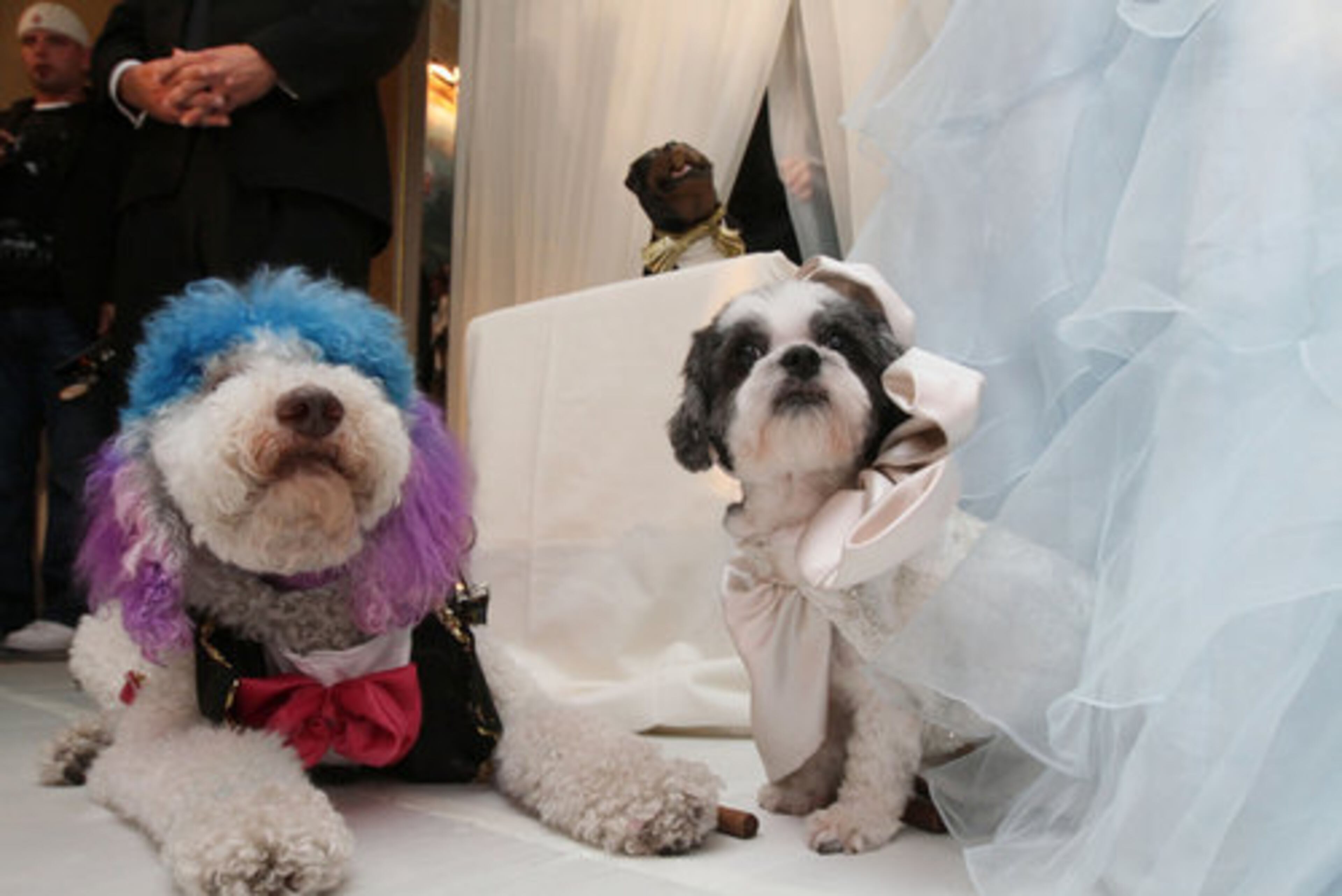 Bride Baby Hope Diamond, a white Coton de Tulear with black-gray markings, was led down the aisle, resplendent in her canine couture gown. Her poodle groom, a dapper dude named Chilly Pasternak from Richmond, Va., didn't seem too excited about the whole affair but, nevertheless, went along with the ceremony.