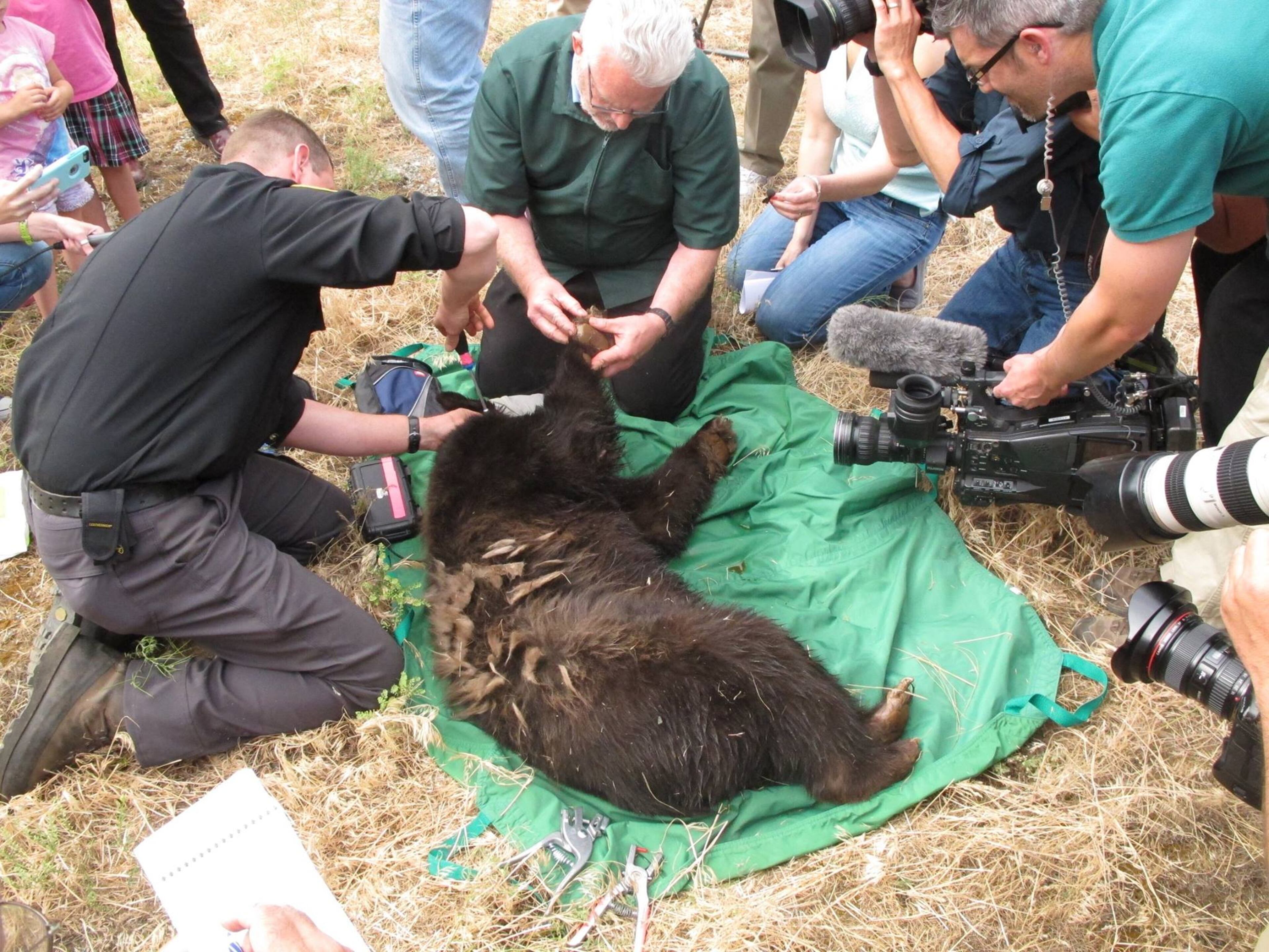 Cinder was released back into the wild on Wednesday, June 3. Photo from the rehabilitation center -- Idaho Black Bear Rehab IBBR -- that helped Cinder recover after suffering burns in a Washington fire. Read Cinder's story.