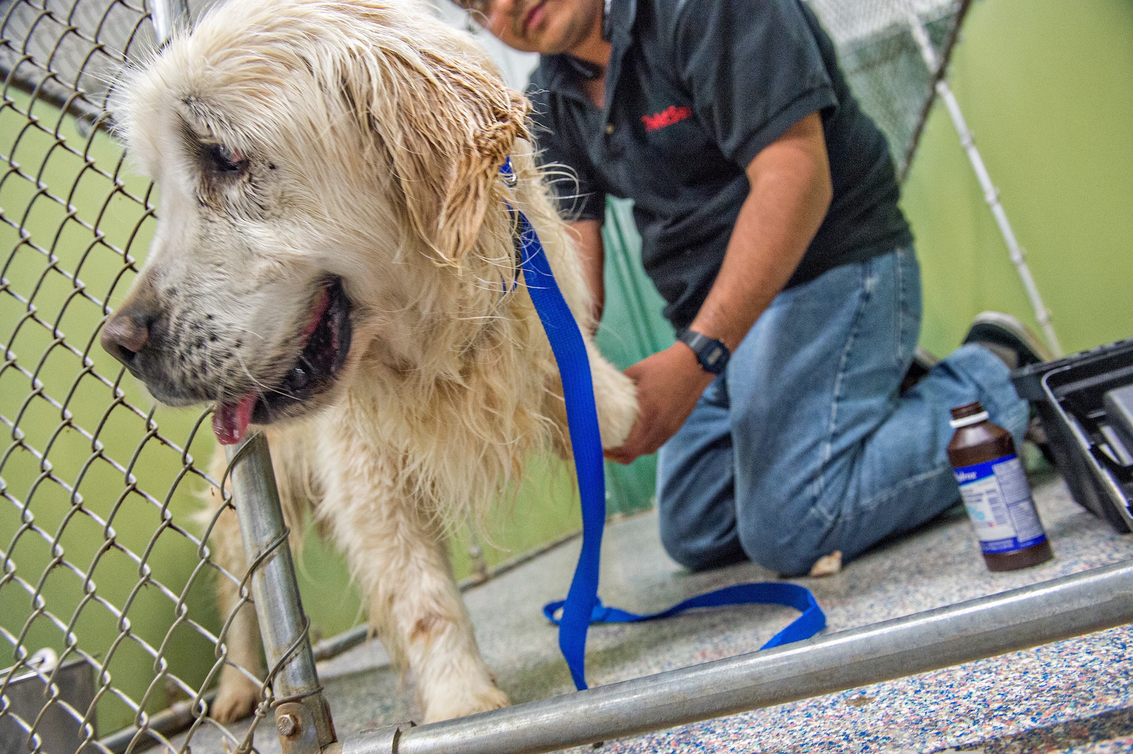 May 10, 2015 Alpharetta - Patriot is patched up and groomed by David Sanchez at the Pet Lodge pet resort in Alpharetta on Sunday, May 10, 2015. Patriot is one of 36 golden retrievers from Istanbul, Turkey that Adopt a Golden Atlanta has brought to Atlanta in the largest rescue of golden retrievers internationally. The 36 dogs are either from shelters or are street dogs, and range in age from six months to 10 years. JONATHAN PHILLIPS / SPECIAL