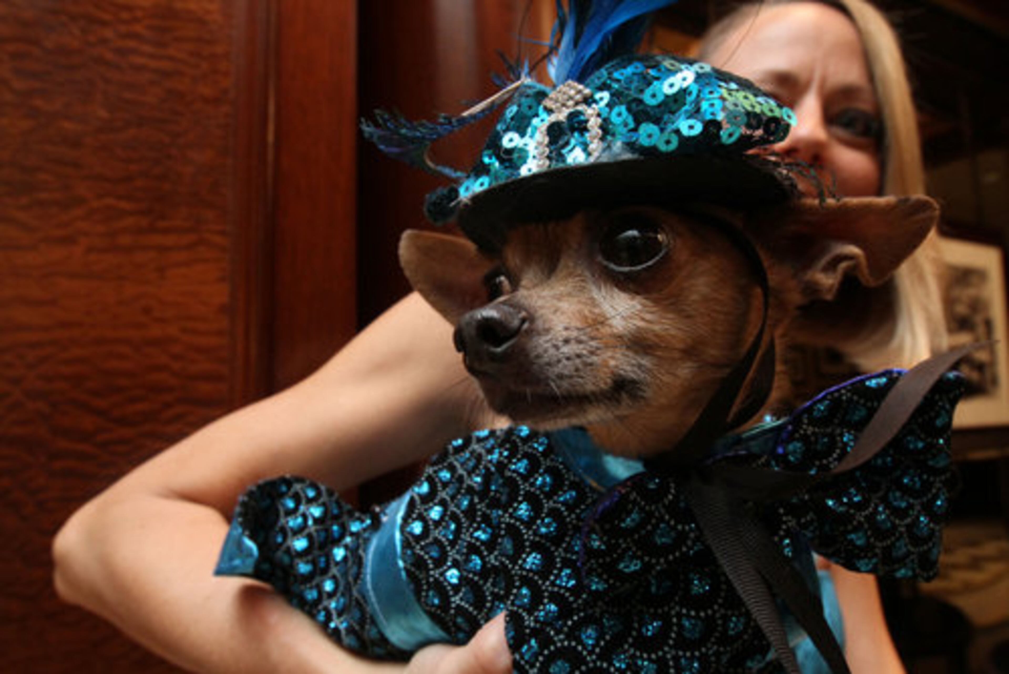 Eli, a Chihuahua, is held by his owner Karen Biehl of New York, as they wait for the start of the most expensive wedding for pets.