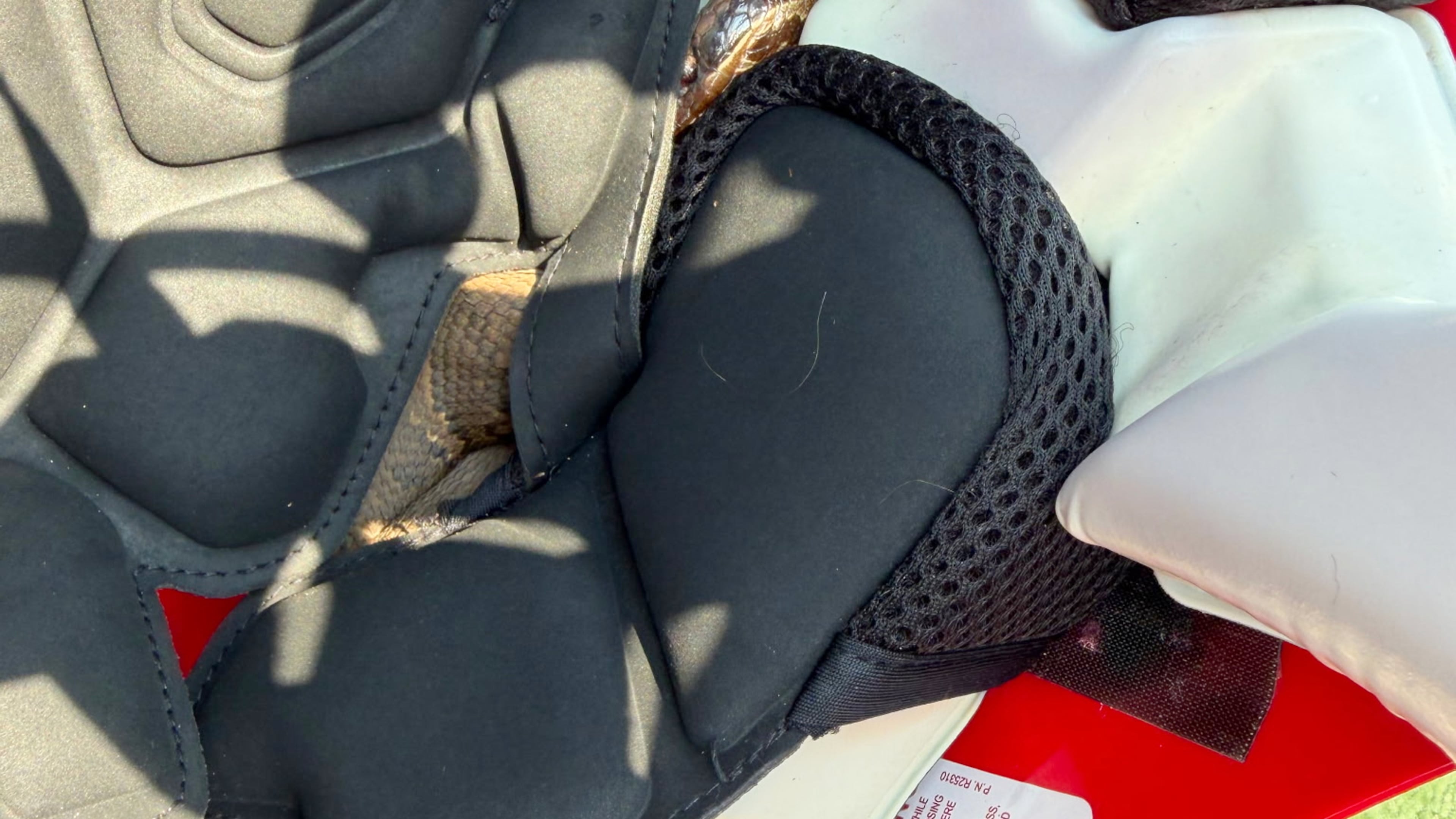 In this photo provided by Maumelle Animal Services, a snake is seen in a helmet at Maumelle High School in at Maumelle, Ar., Thursday, Aug. 6, 2026. (Maumelle Animal Services via AP)
