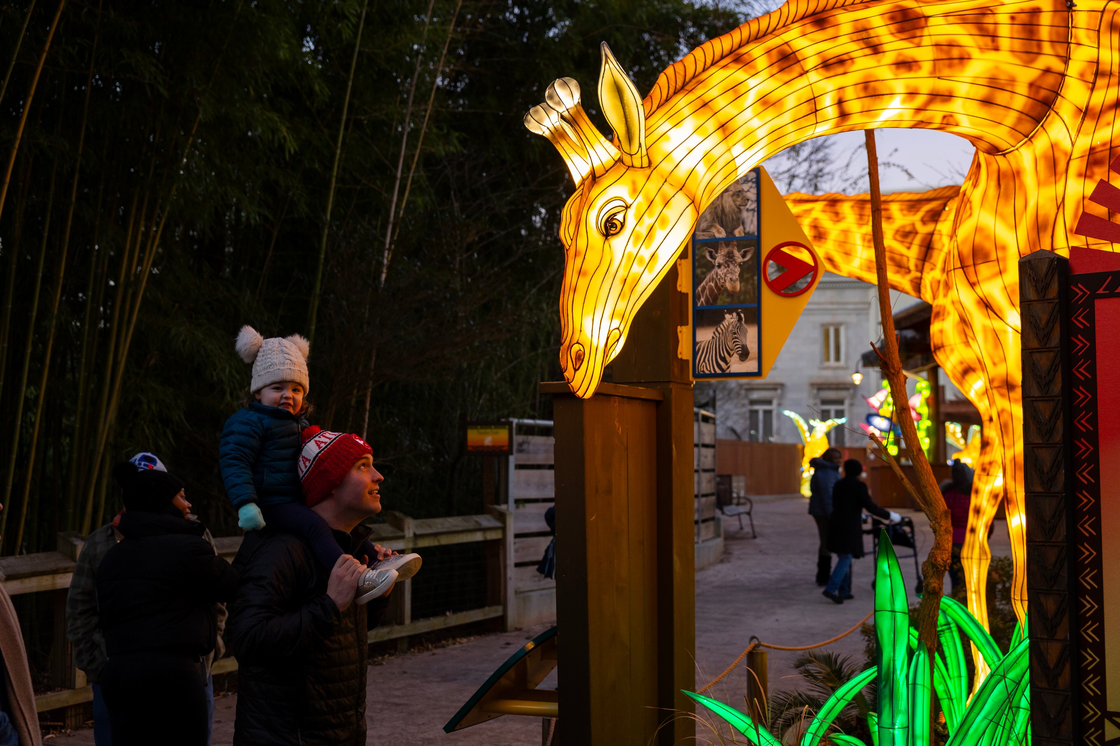 A giraffe reaches out to great visitors at Zoo Atlanta’s IllumiNights. Courtesy of Zoo Atlanta
