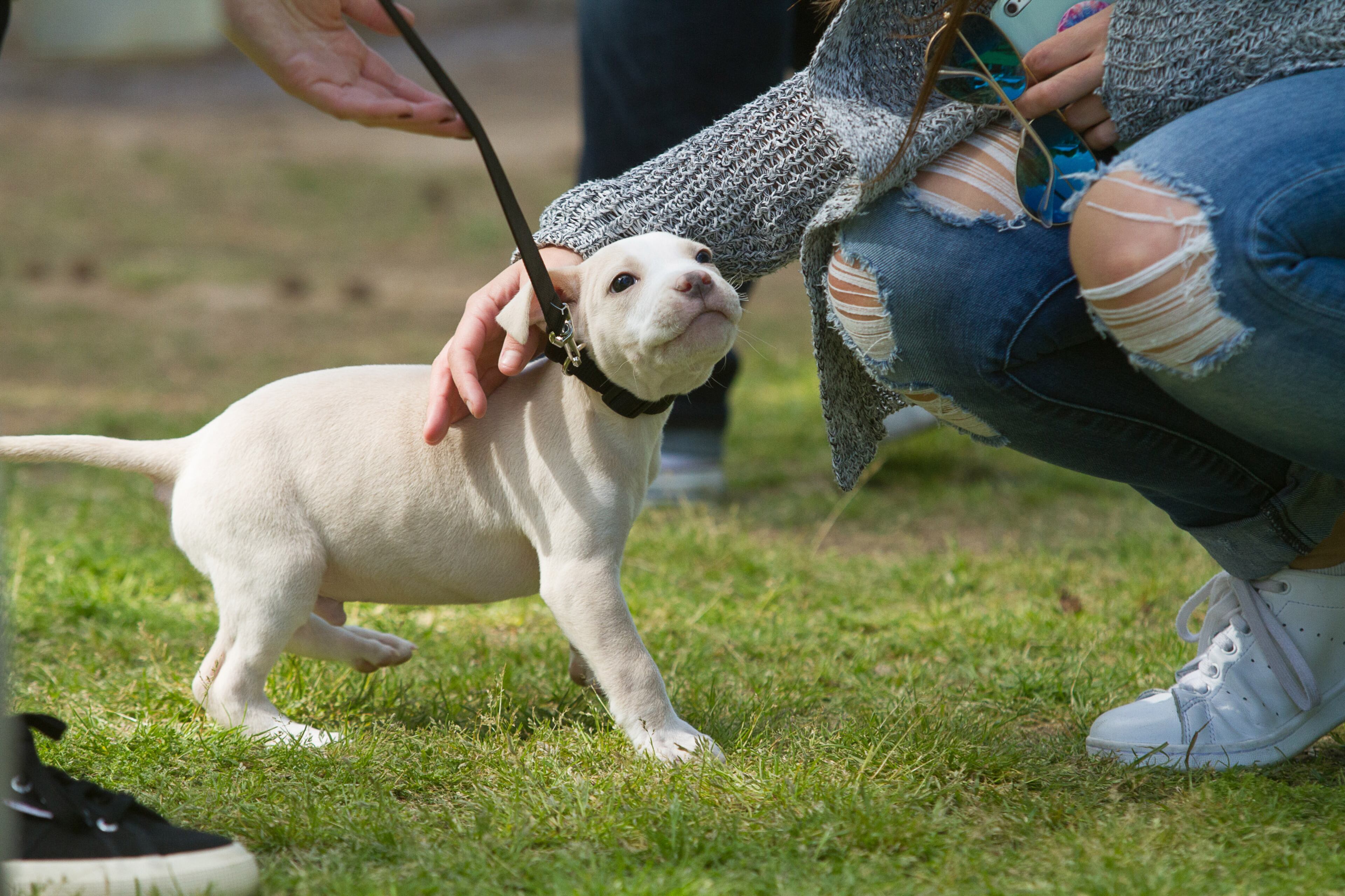 An 8 week old Pit Bull puppy receives a lot of attention during the 80th Annual Atlanta Dogwood Festival in Piedmont Park in Midtown Friday April 8, 2016. STEVE SCHAEFER / SPECIAL TO THE AJC