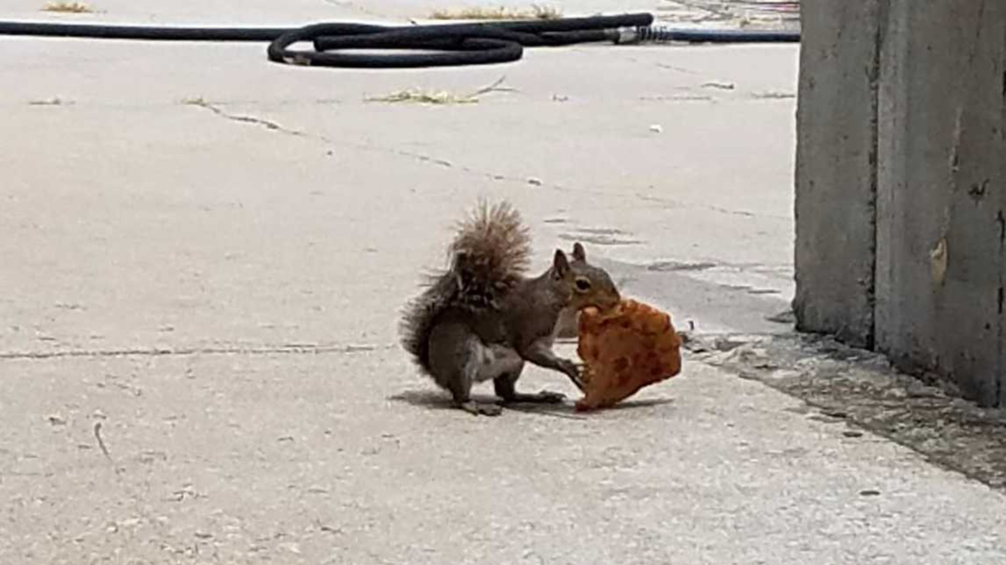 A squirrel finds a cheesy snack in Grant Park.