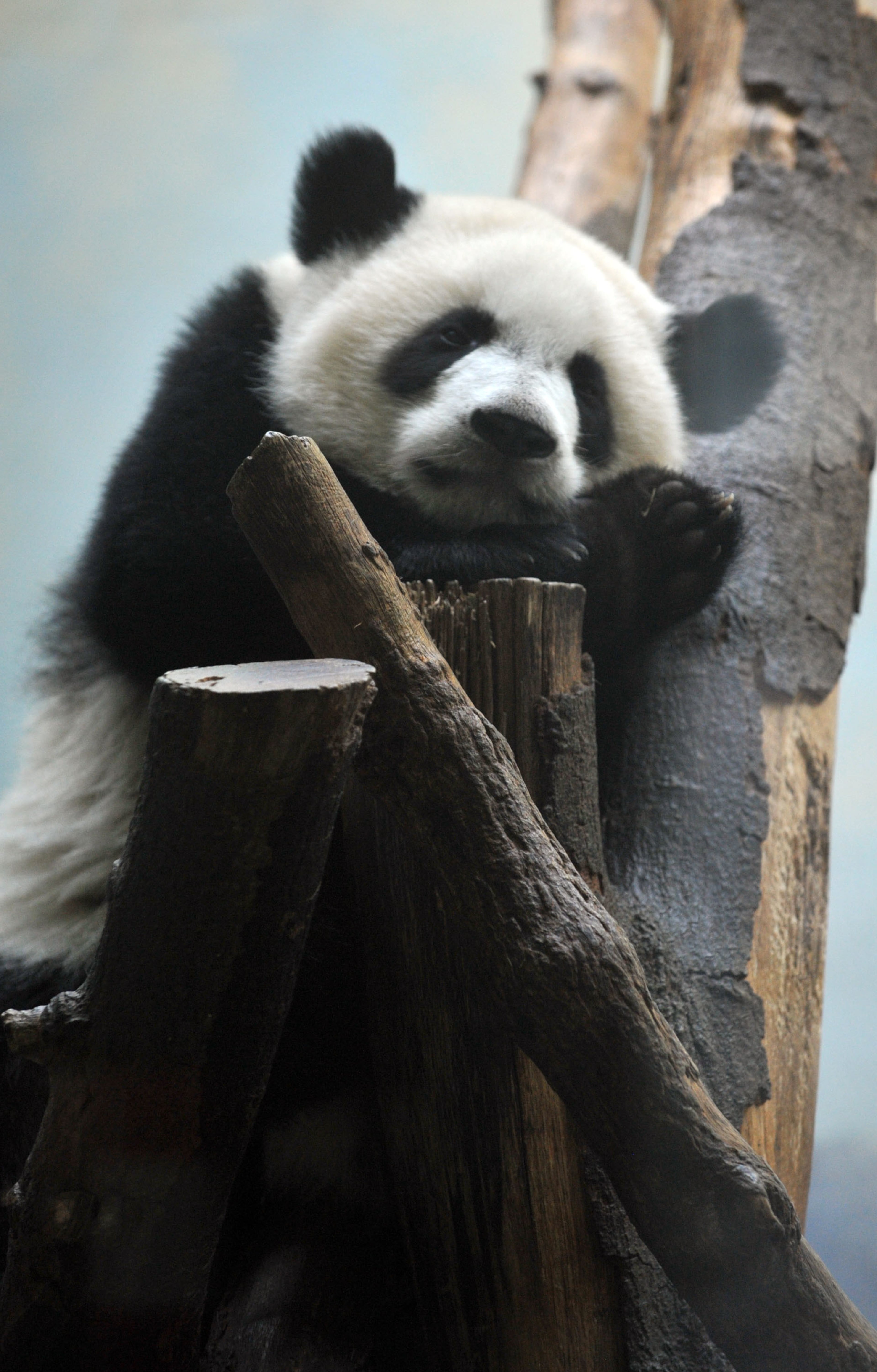 Giant panda twin Mei Lun rests in her enclosure at Zoo Atlanta, Wednesday, July 9, 2014. Born at 6:21 p.m. and 6:23 p.m. on the evening of July 15, 2013, Mei Lun and Mei Huan were the first giant pandas born in the U.S. in 2013 and are the only pair of surviving giant panda twins ever born in the U.S. The cubs are the fourth and fifth offspring of Lun Lun and Yang Yang; their older brothers, Mei Lan and Xi Lan, and older sister, Po, now reside at China's Chengdu Research Base of Giant Panda Breeding.