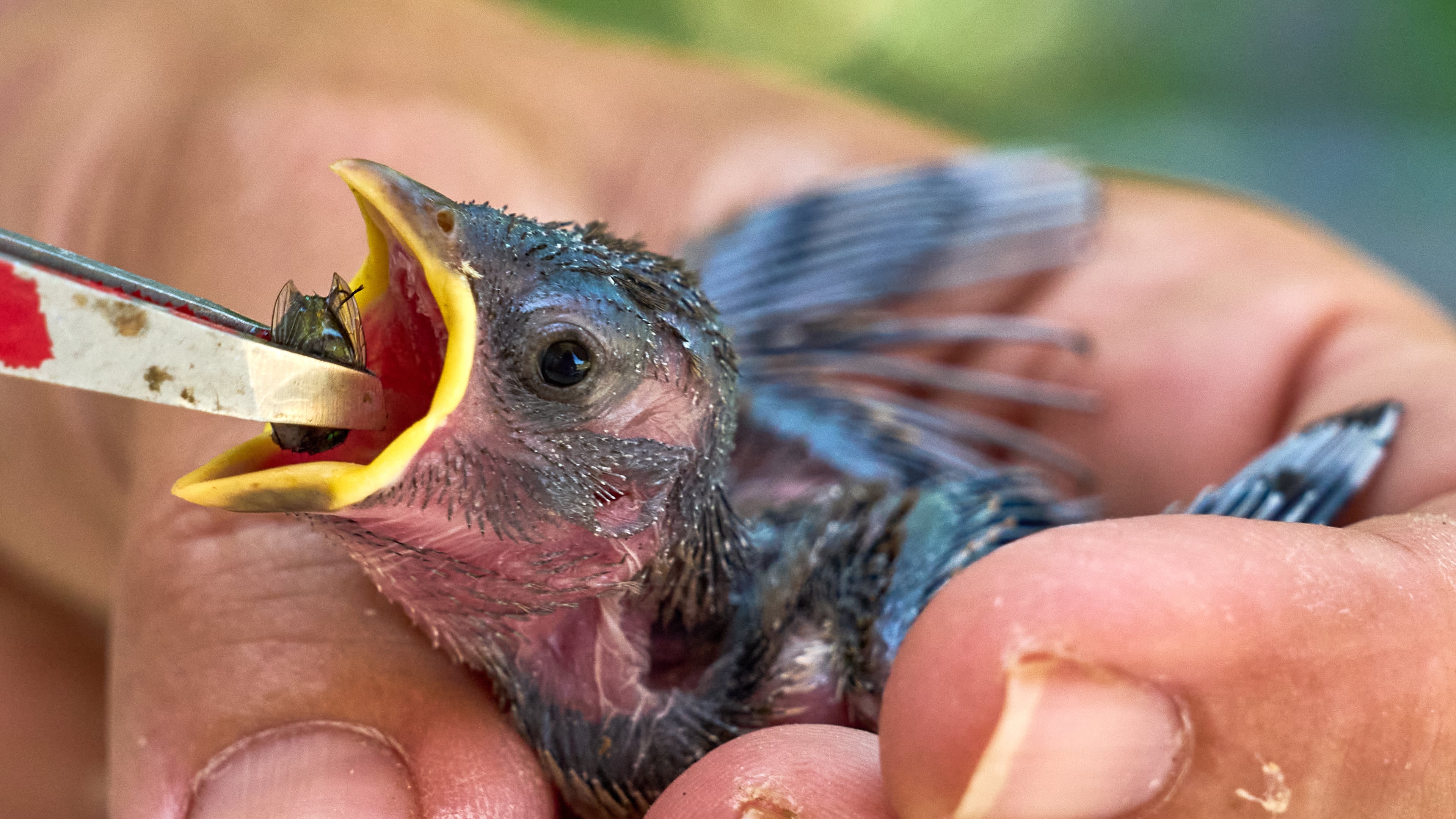 A one-week-old sparrow kitten that fled out of its nest due to the hot temperatures is fed with flies by a veterinarian in Wehrheim near Frankfurt, Germany, Friday, June 26, 2026. (AP Photo/Michael Probst)