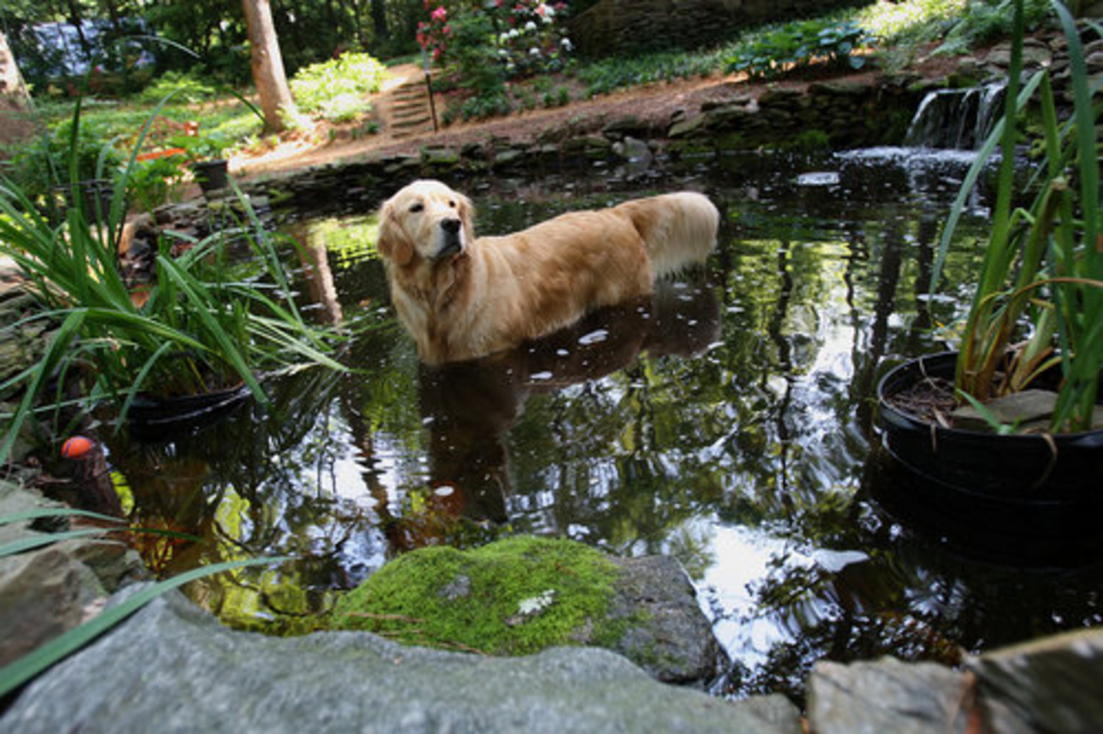The family dog Baloo, 2, cools off by wading in the recycled pond water with multiple small waterfalls.
