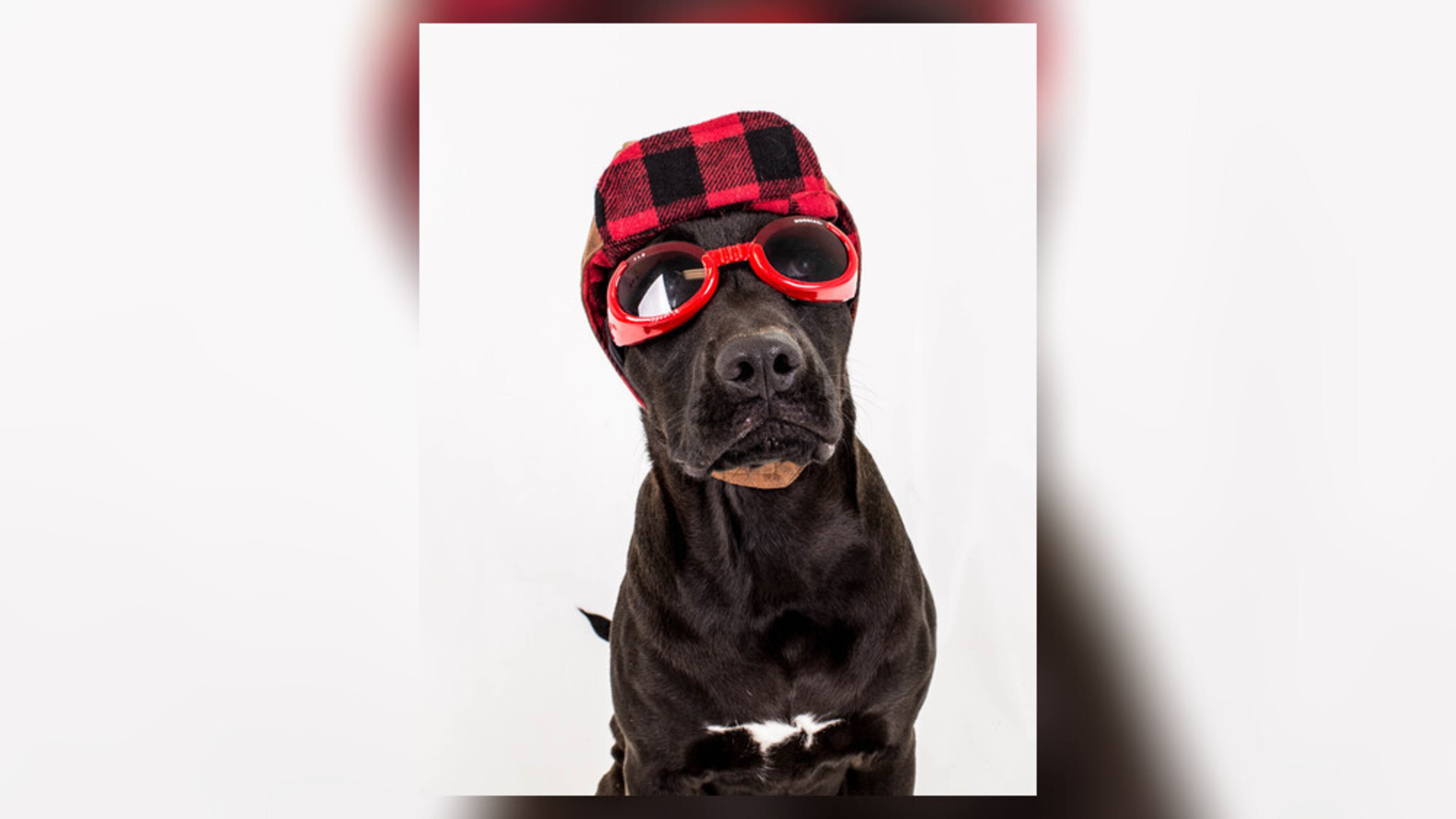 Otter, a dog fostered by Lifeline Animal Projects is ready for Halloween. Courtesy Lifeline Animal Project.