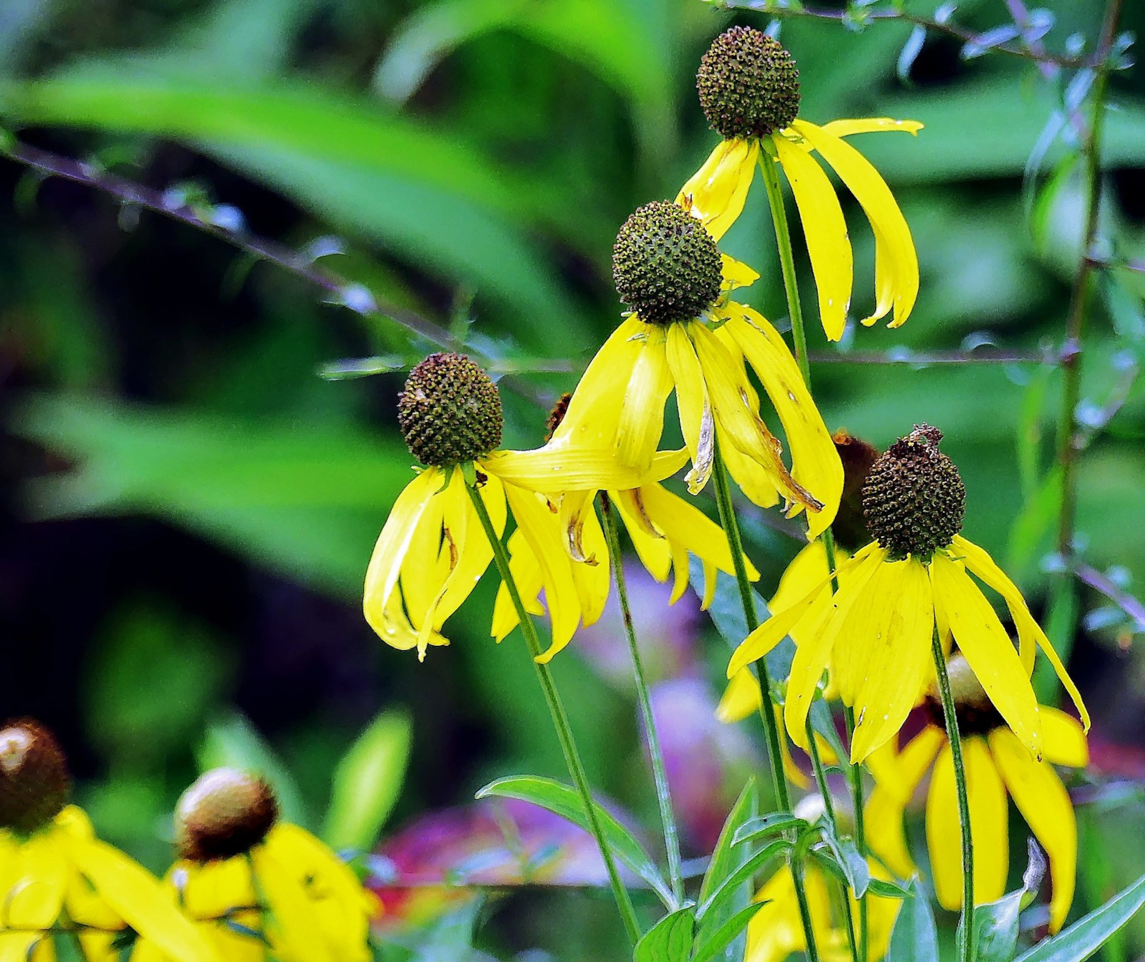 The gray-headed coneflower blooms in Georgia’s rare grasslands, known as blackland prairies, in July. The prairies’ clayey soils and other characteristics suppress tree growth, but allow native grasses, wildflowers and other herbaceous plants to thrive. (Courtesy of Charles Seabrook)