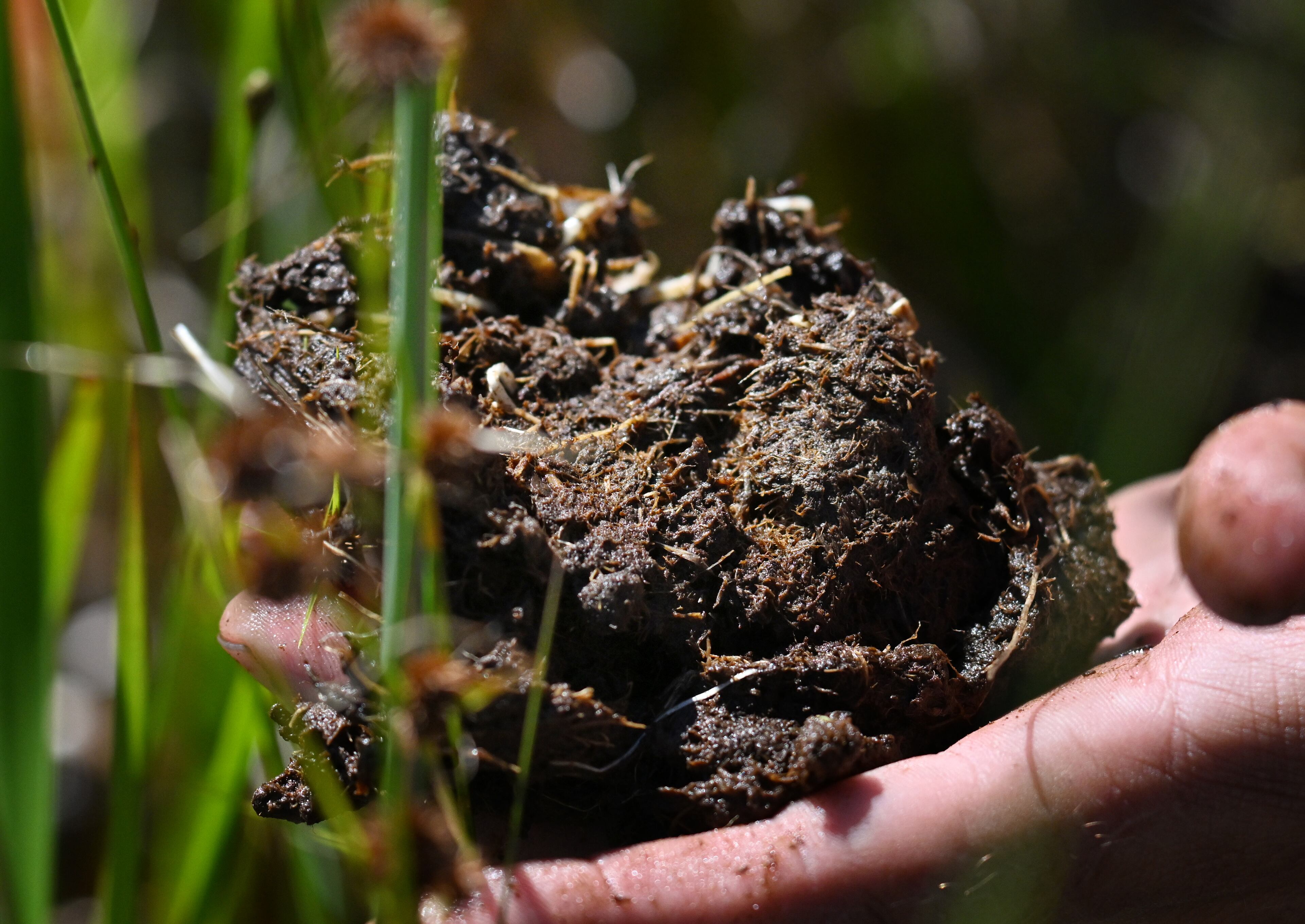 Zach Carter, a member of the Okefenokee National Wildlife Refuge's staff, holds a chunk of peat in the Okefenokee Swamp on Tuesday, August 12, 2025. (Hyosub Shin / AJC)