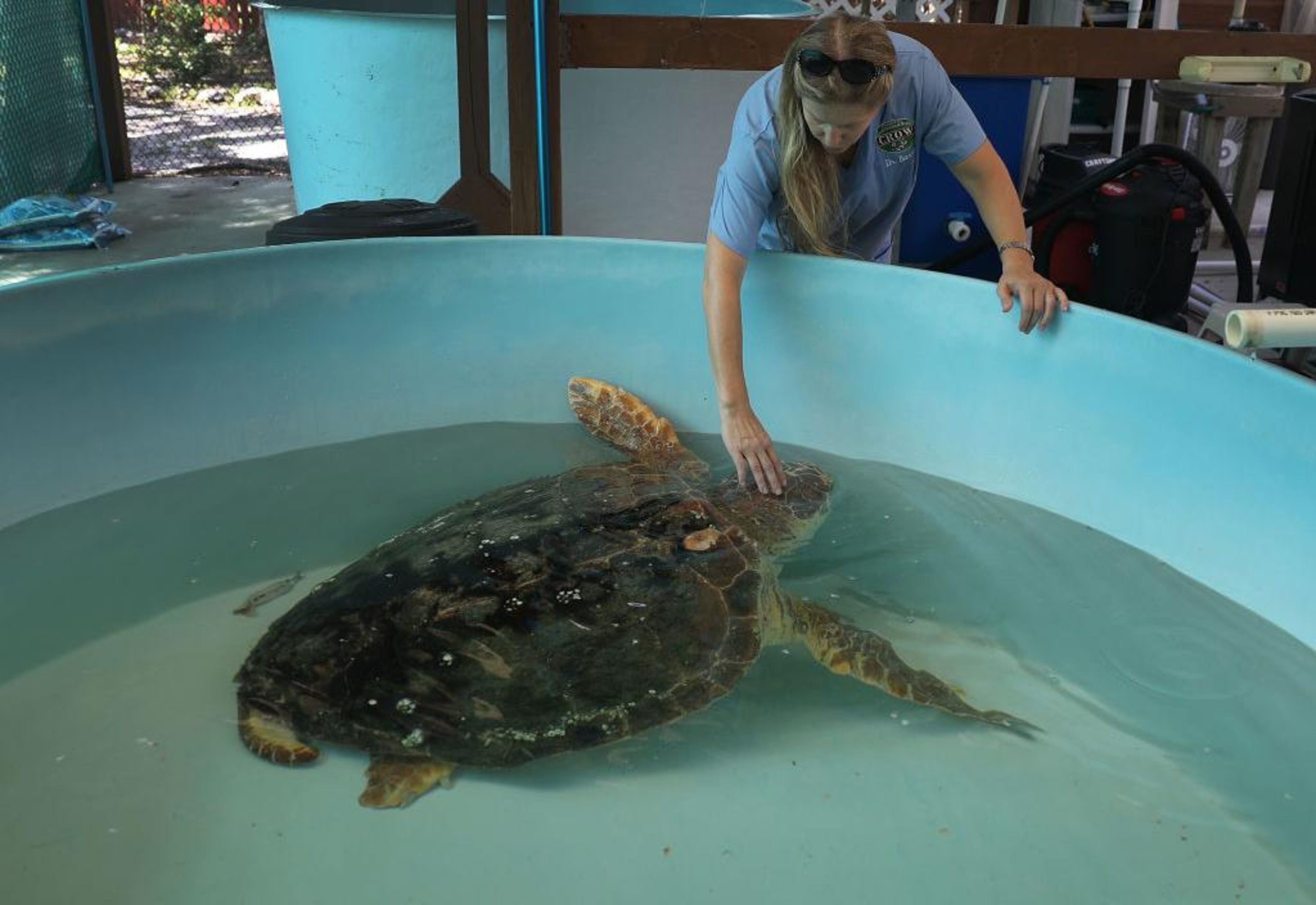 Veterinarian Dr. Heather Barron, from the Clinic for the Rehabilitation of Wildlife, cares for a Loggerhead sea turtle that was found washed ashore after becoming sick in the red tide on August 1, 2018 in Sanibel, Florida. Dr. Barron said, "this year's red tide is absolutely the worst she has seen for adult sea turtles,".