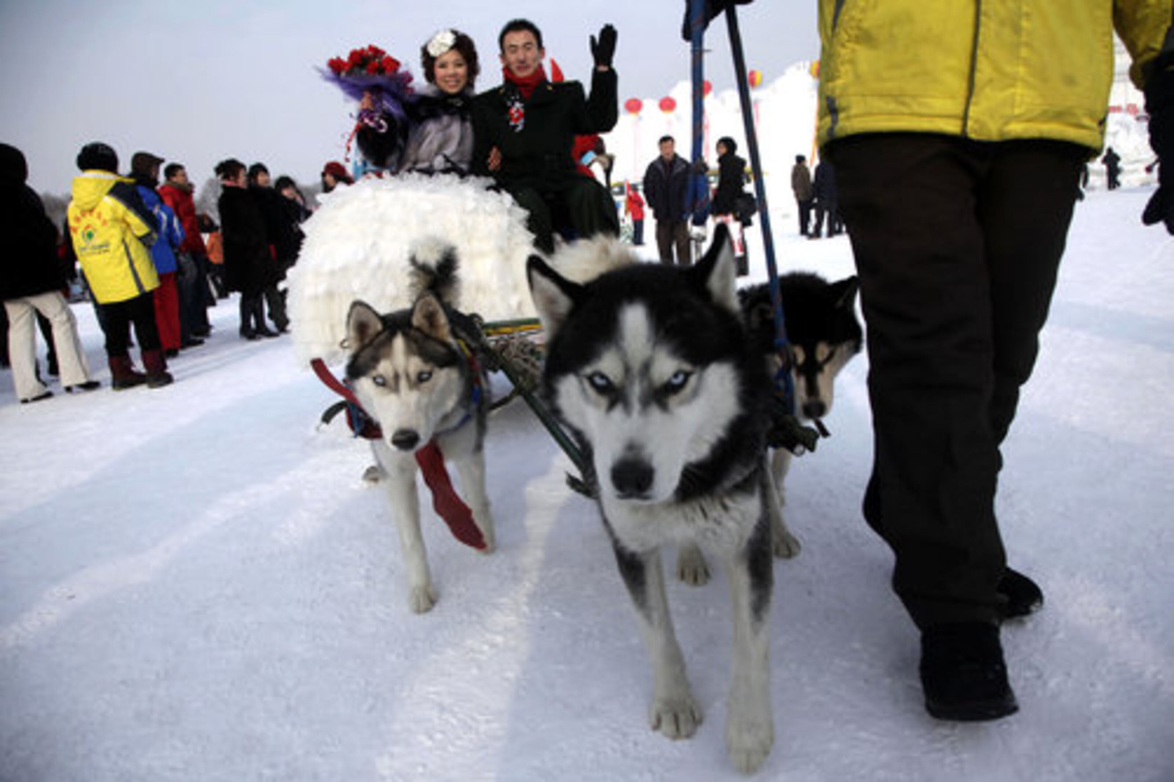 A newly wed couple takes a ride on a dog-drawn sled after a group wedding ceremony in Harbin in northeastern China's Heilongjiang province.