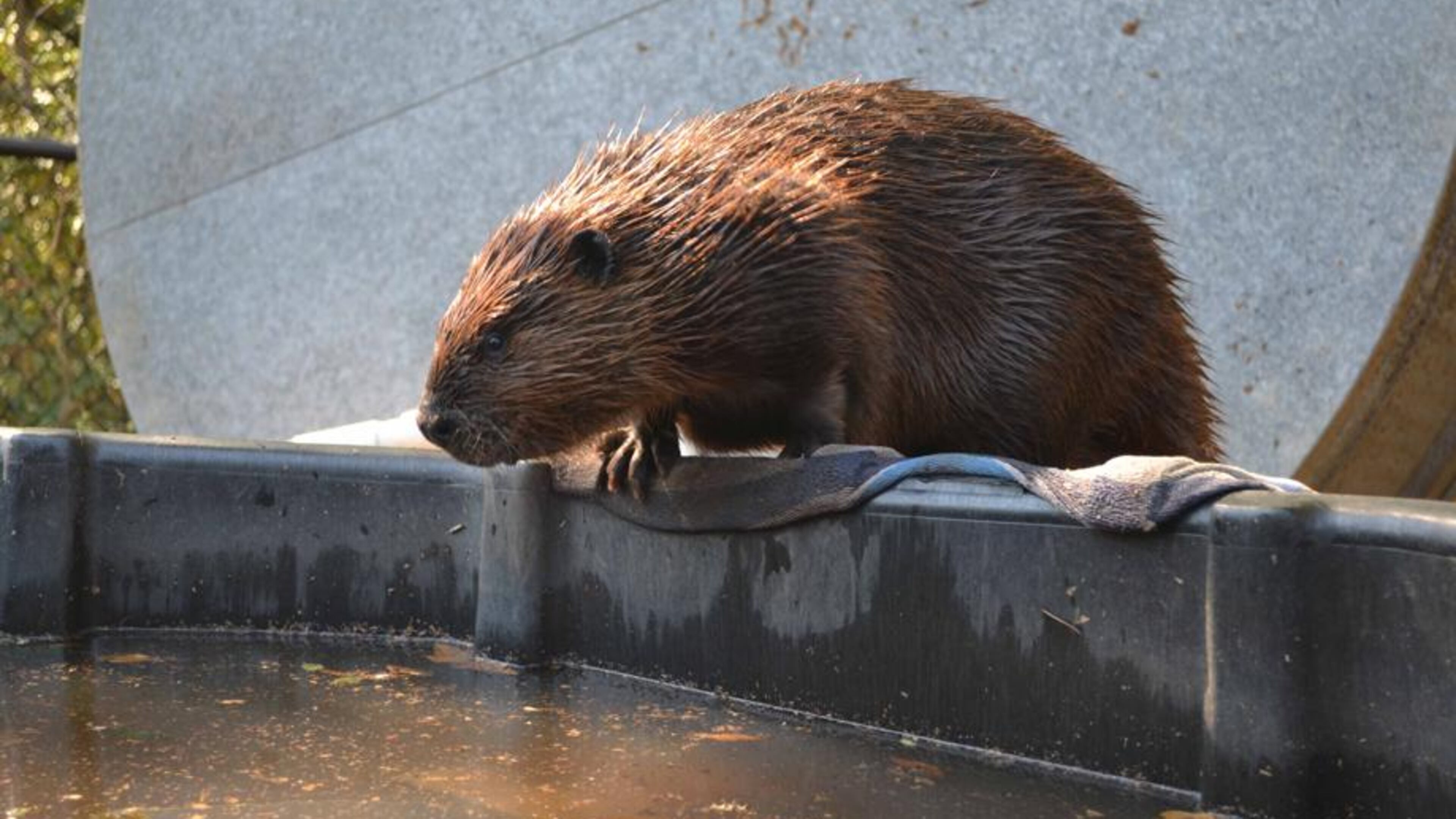 The Chattahoochee Nature Center has added two young beavers to its wildlife family. (Photo courtesy of CNC)