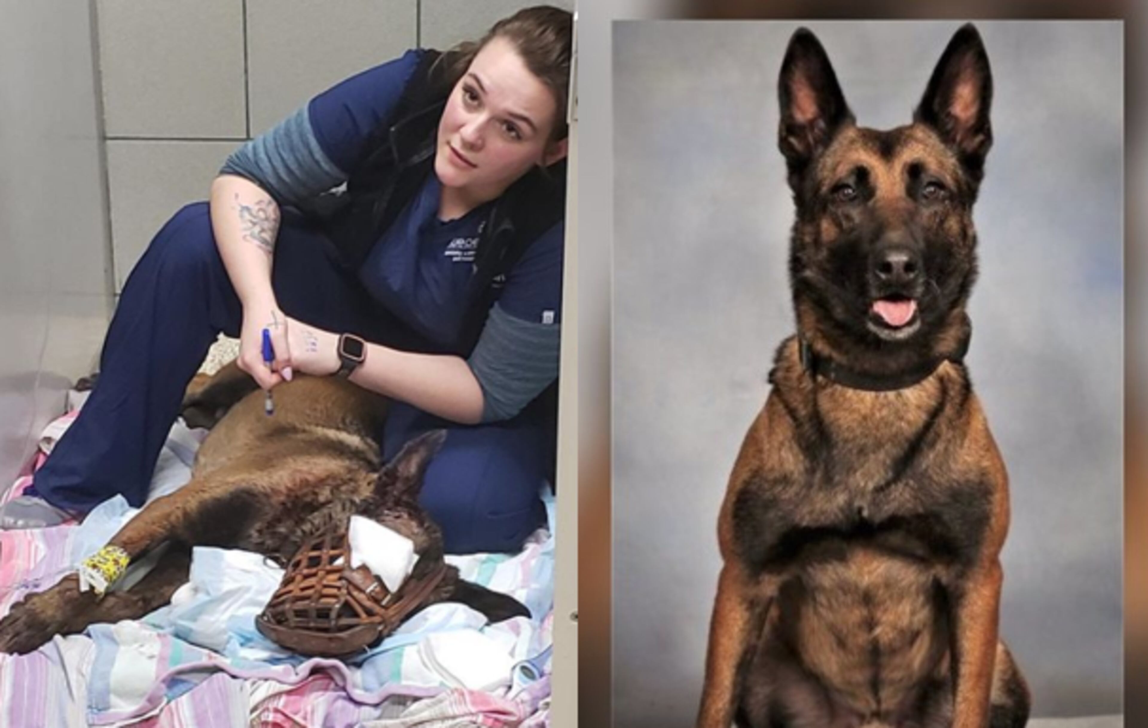 Indi, a DeKalb County police dog, was released from the Blue Pearl Veterinary Hospital after being shot Friday.