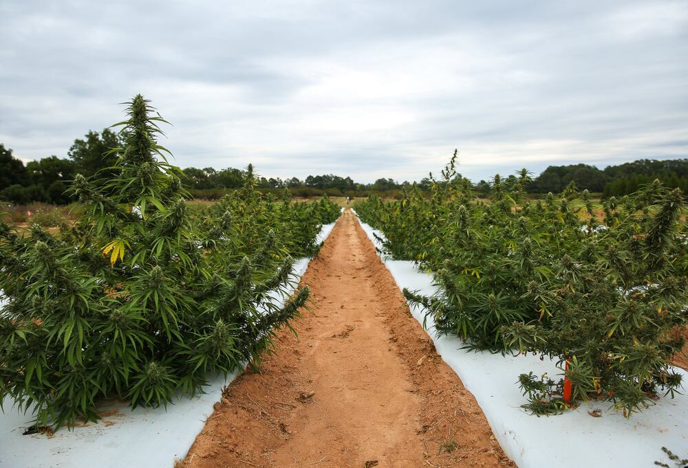 A legal hemp crop in Watkinsville. (Austin Steele for the Atlanta Journal-Constitution)