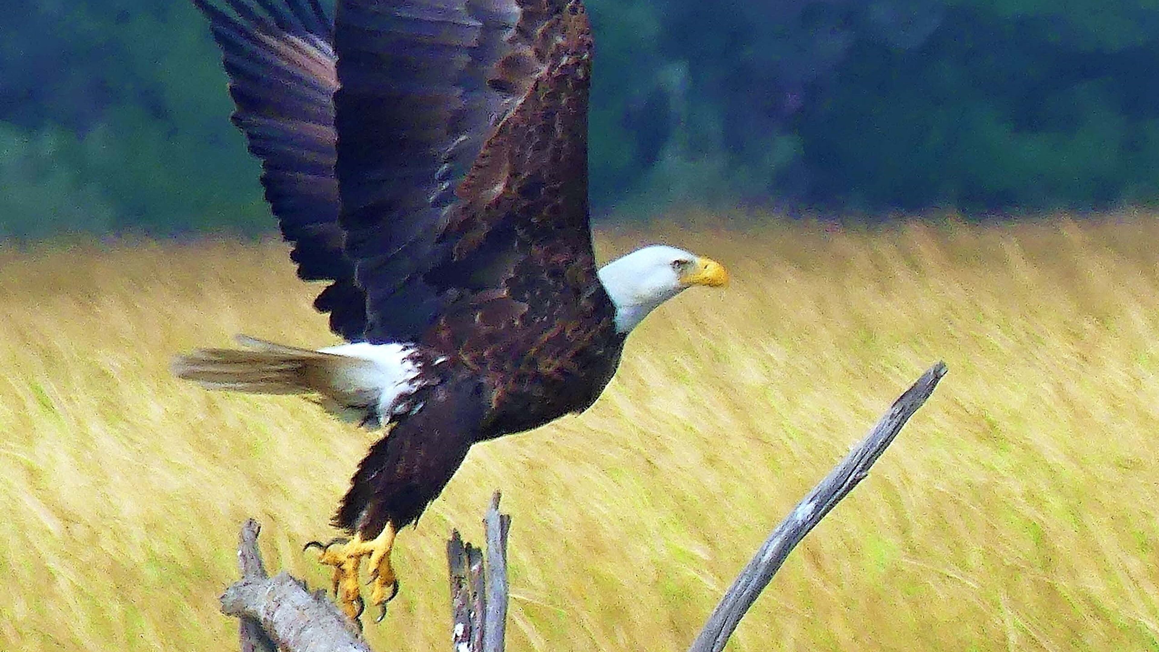The bald eagle, like this one in a salt marsh on Little St. Simons Island, had nearly disappeared from Georgia by the 1960s. But after a spectacular comeback, the bird was removed from the Endangered Species List in 2007. (Charles Seabrook for The Atlanta Journal-Constitution)