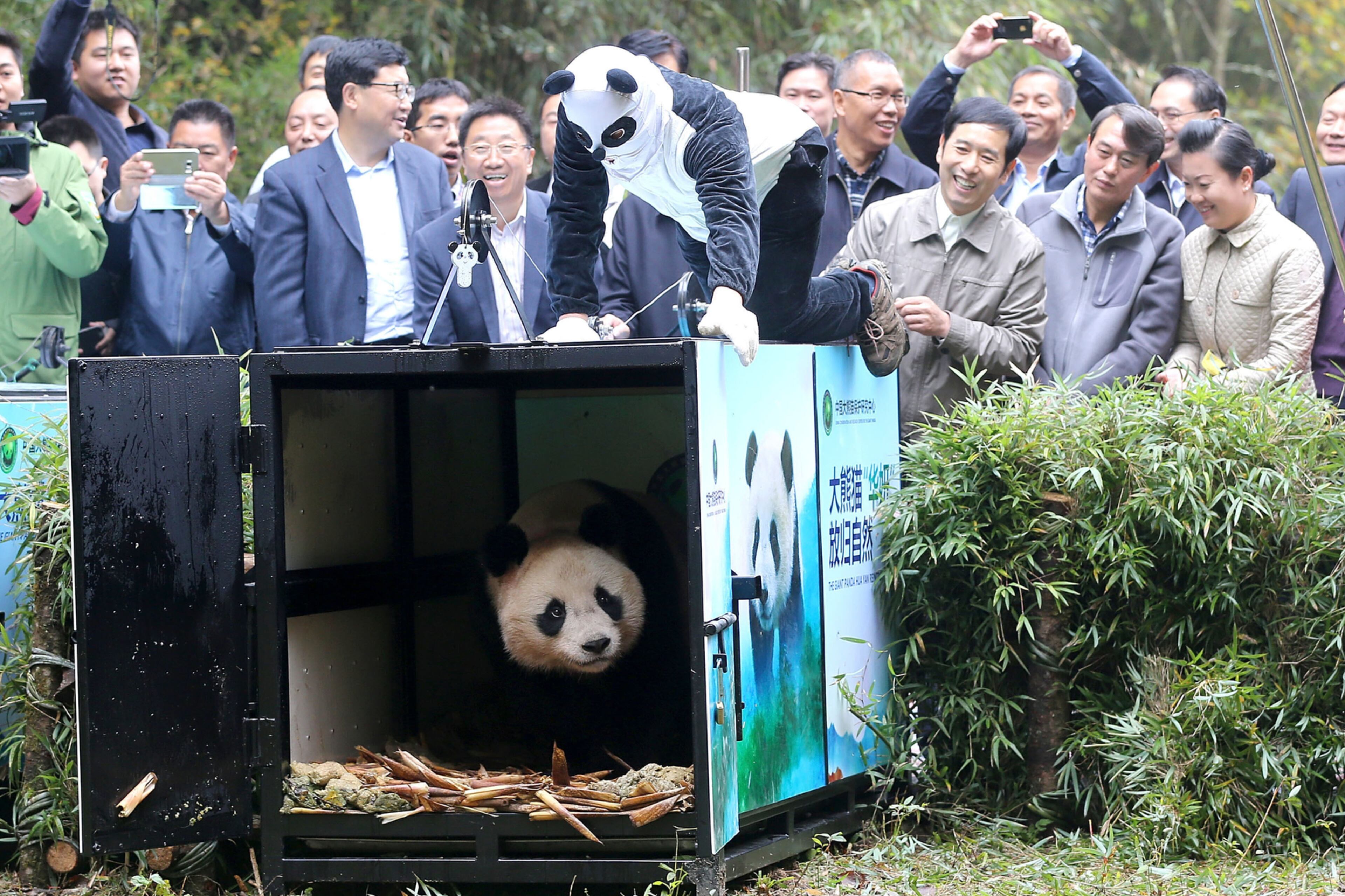 YA'AN, CHINA - OCTOBER 20: A worker wearing a panda costume opens the cage to let giant panda 'Hua Yan' go out to the wild at the Liziping National Nature Reserve on October 20, 2016 in Ya'an, Sichuan Province of China. The State Forestry Administration and Sichuan provincial people's Government released 3-year-old female giant panda 'Hua Yan' and 2-year-old female giant panda 'Zhang Meng' into the wild at the Liziping National Nature Reserve on Thursday in Ya'an. (Photo by Zhang Jian/Chengdu Economic Daily/VCG via Getty Images)
