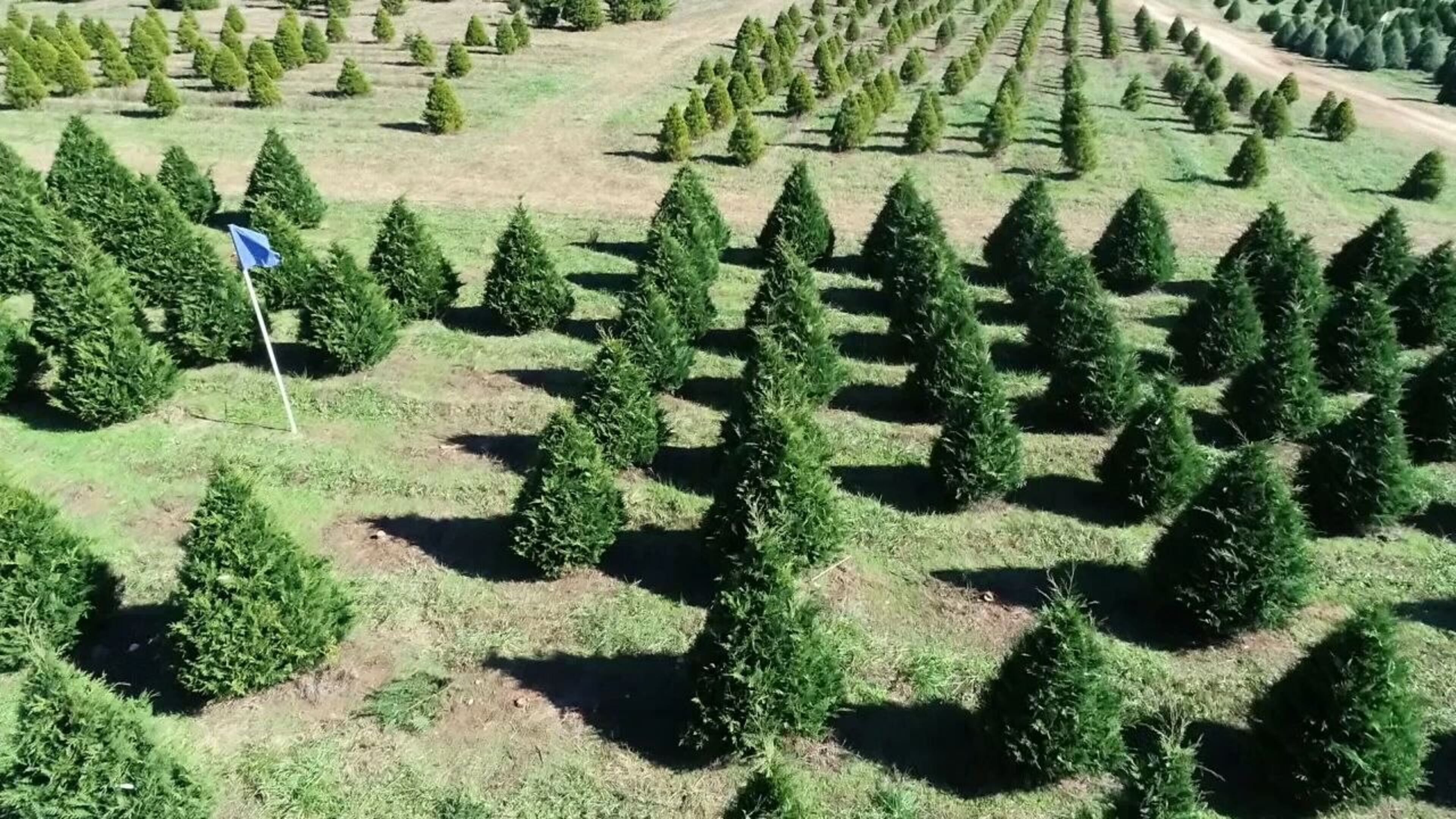 Real Christmas tree sales expected to increase this year. Here's a look at Georgia's crop