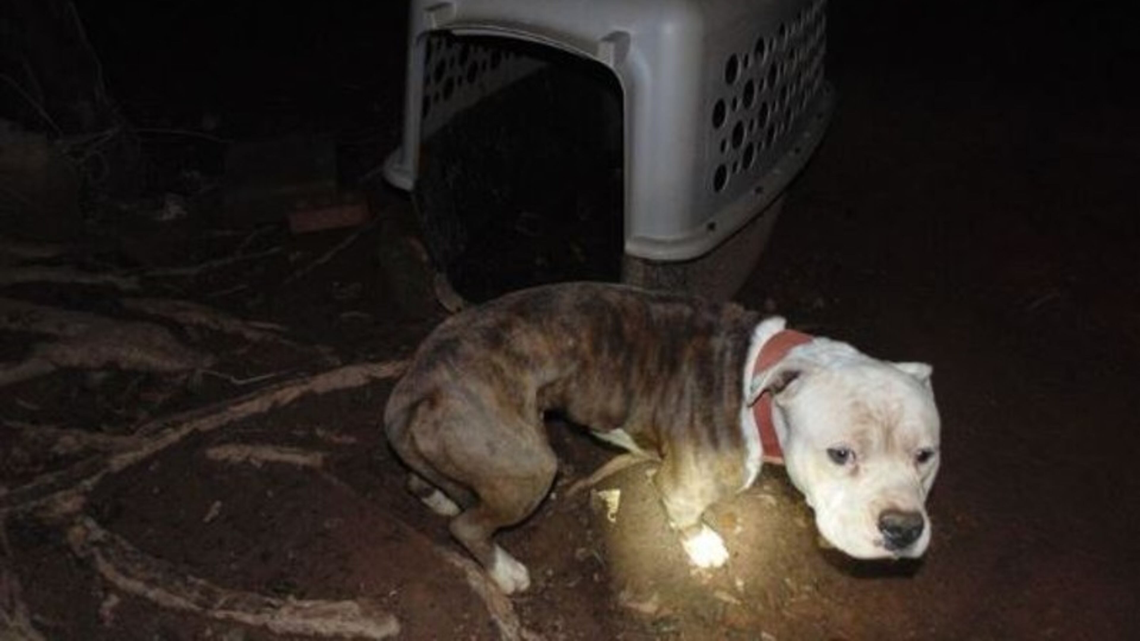 A dog found tethered in Gwinnett County during a law enforcement operation. Officials in neighboring Forsyth are considering stringent restrictions on the practice. AJC file photo