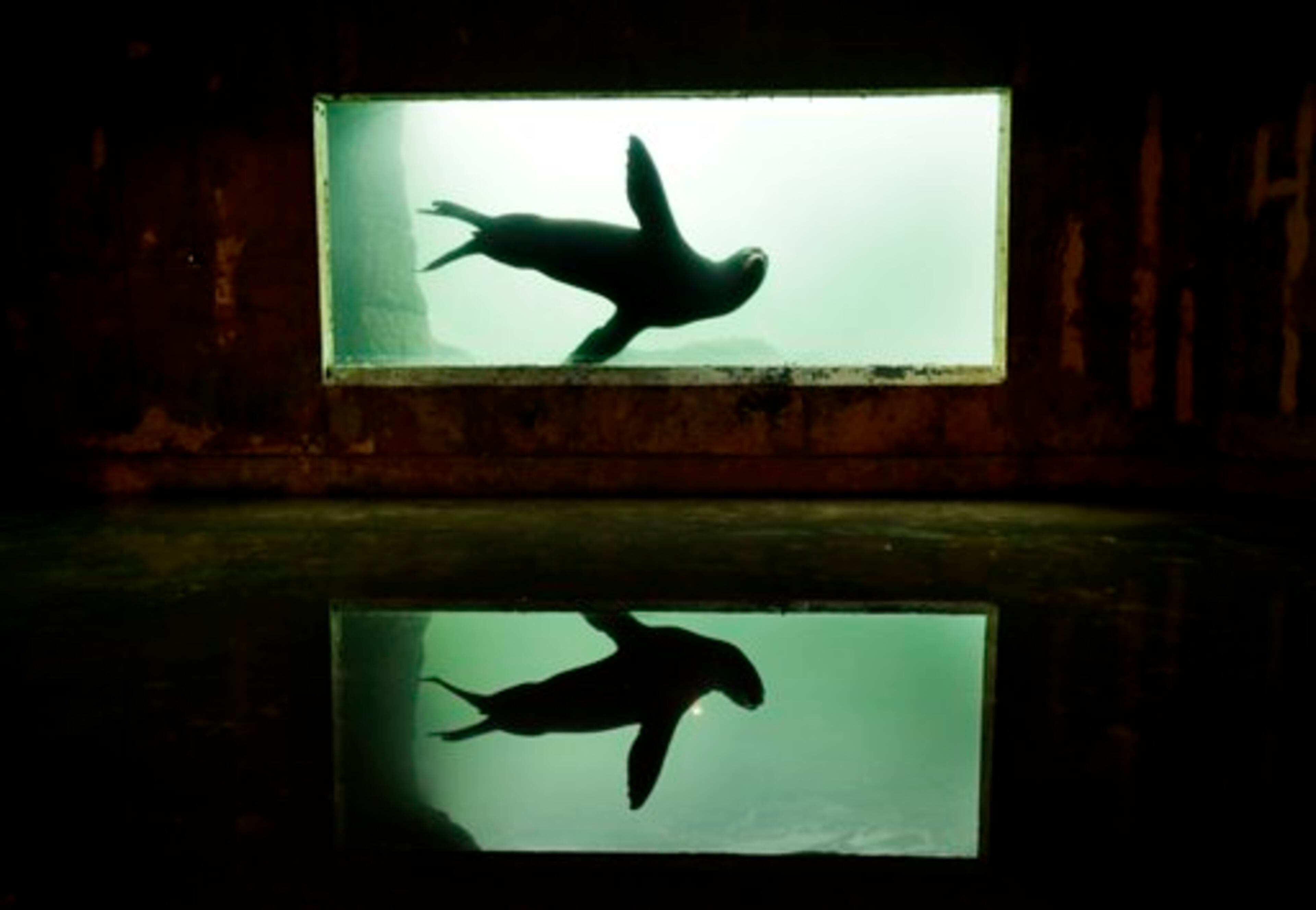 A sea lion is reflected in a puddle of water on the floor of an exhibit that was flooded to the ceiling during Superstorm Sandy at the Wildlife Conservation Society's New York Aquarium in Coney Island, New York, Monday, March 25, 2013. (AP Photo/Seth Wenig)