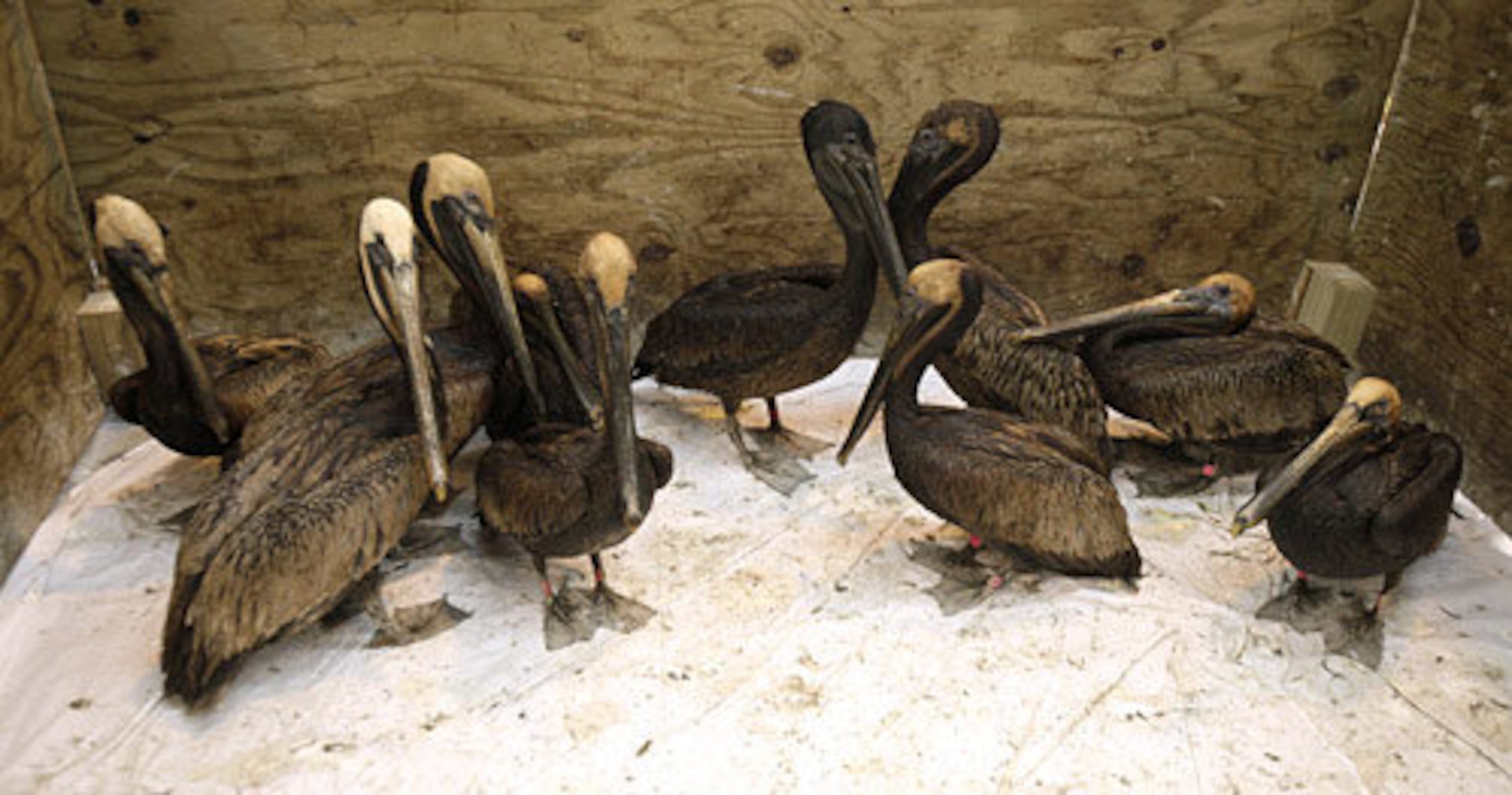 These dirty birds have a long (and soapy) journey ahead after being plucked from the massive oil spill in the Louisiana Gulf area.