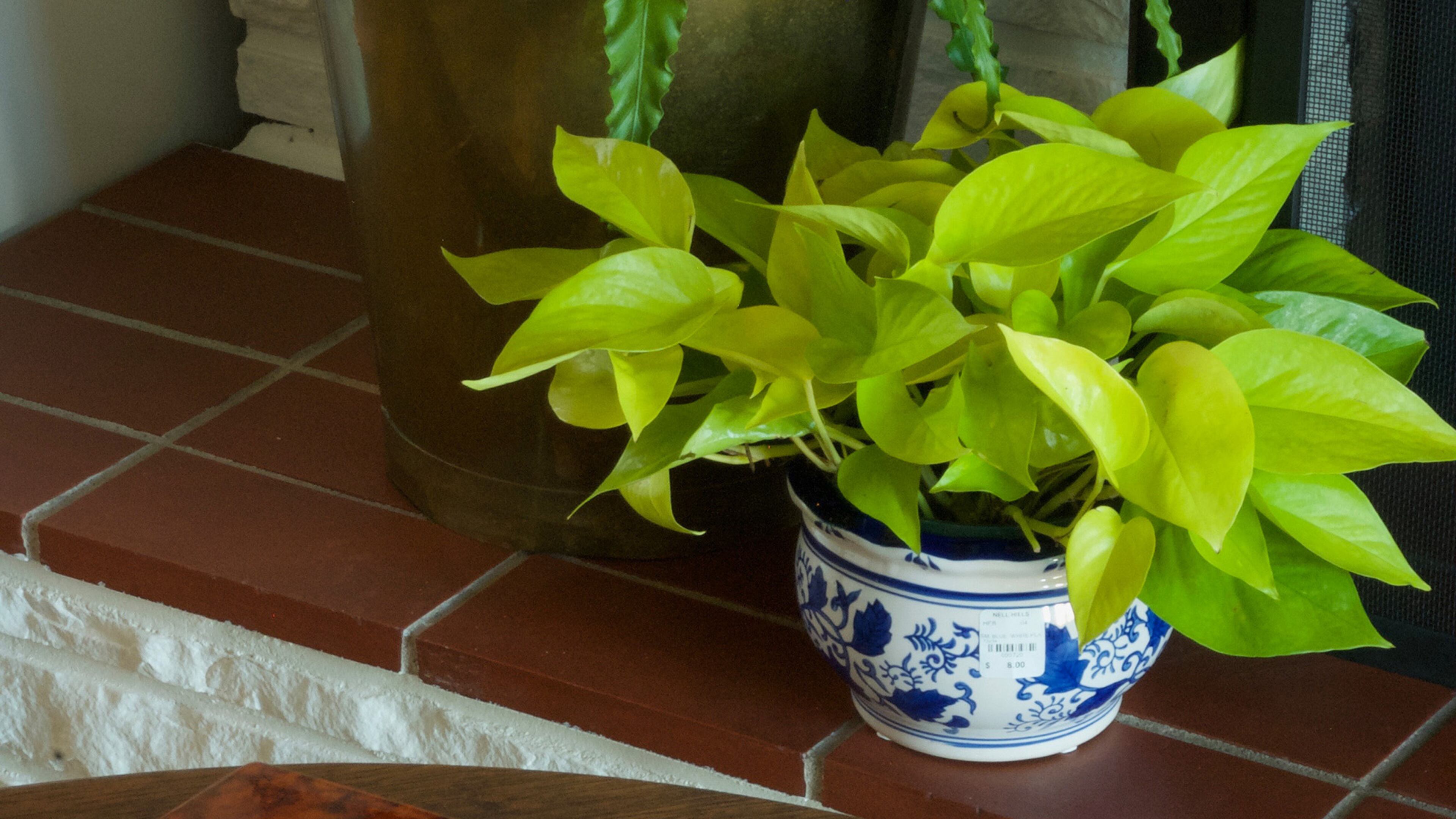 Check the plant’s tag, or do some quick research, for the kind of light your plant needs. Then, place them accordingly. (Mary Carol Garrity/TNS)