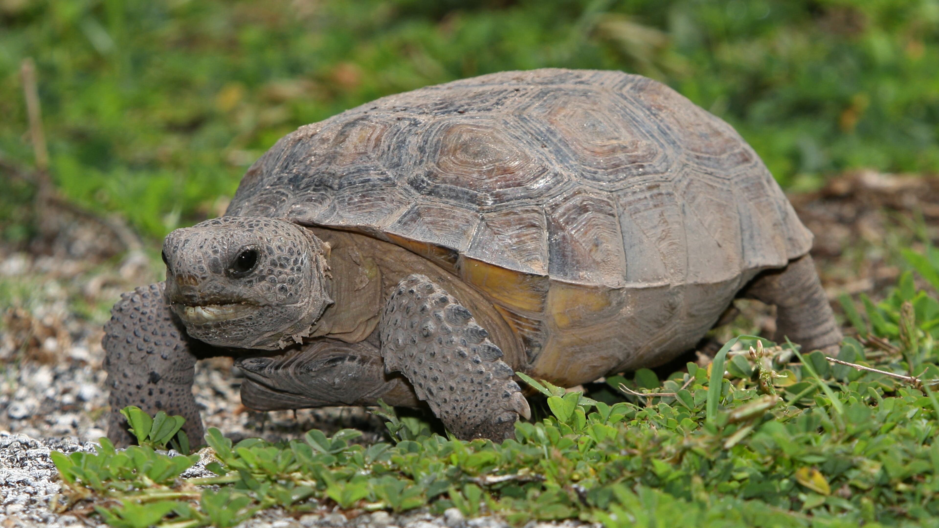 The gopher tortoise, Georgia's official state reptile, is a threatened species in the state because of steep declines in its populations.