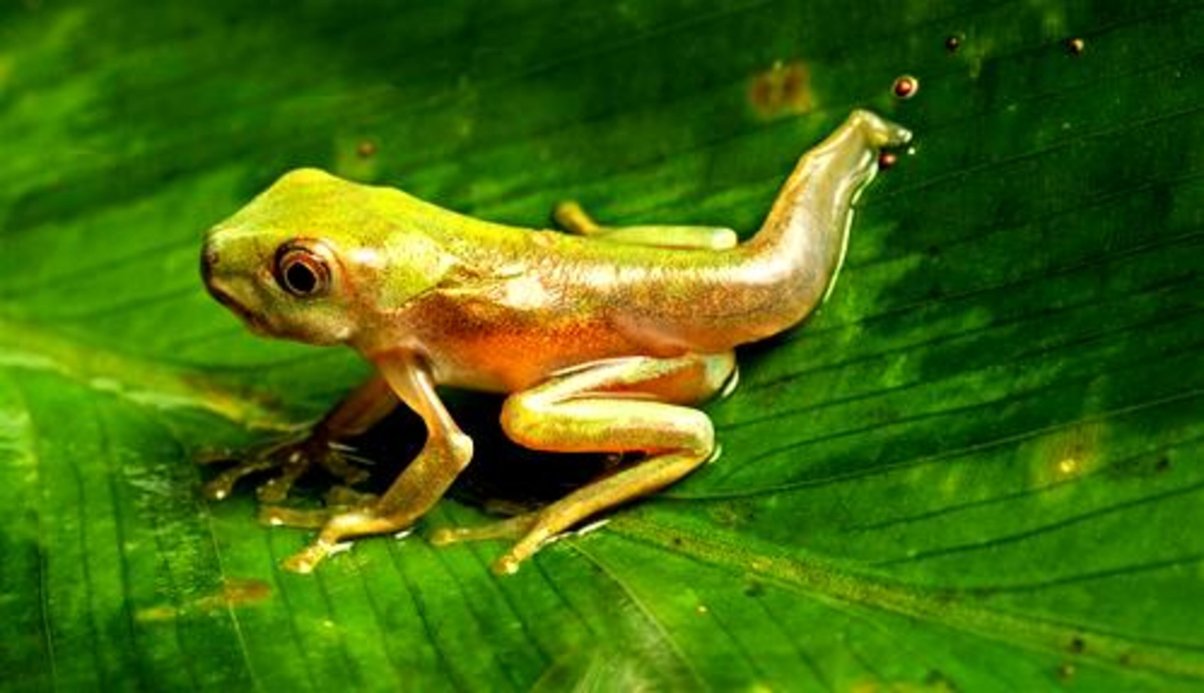 Red Eyed leaf frog end of tadpole stage.