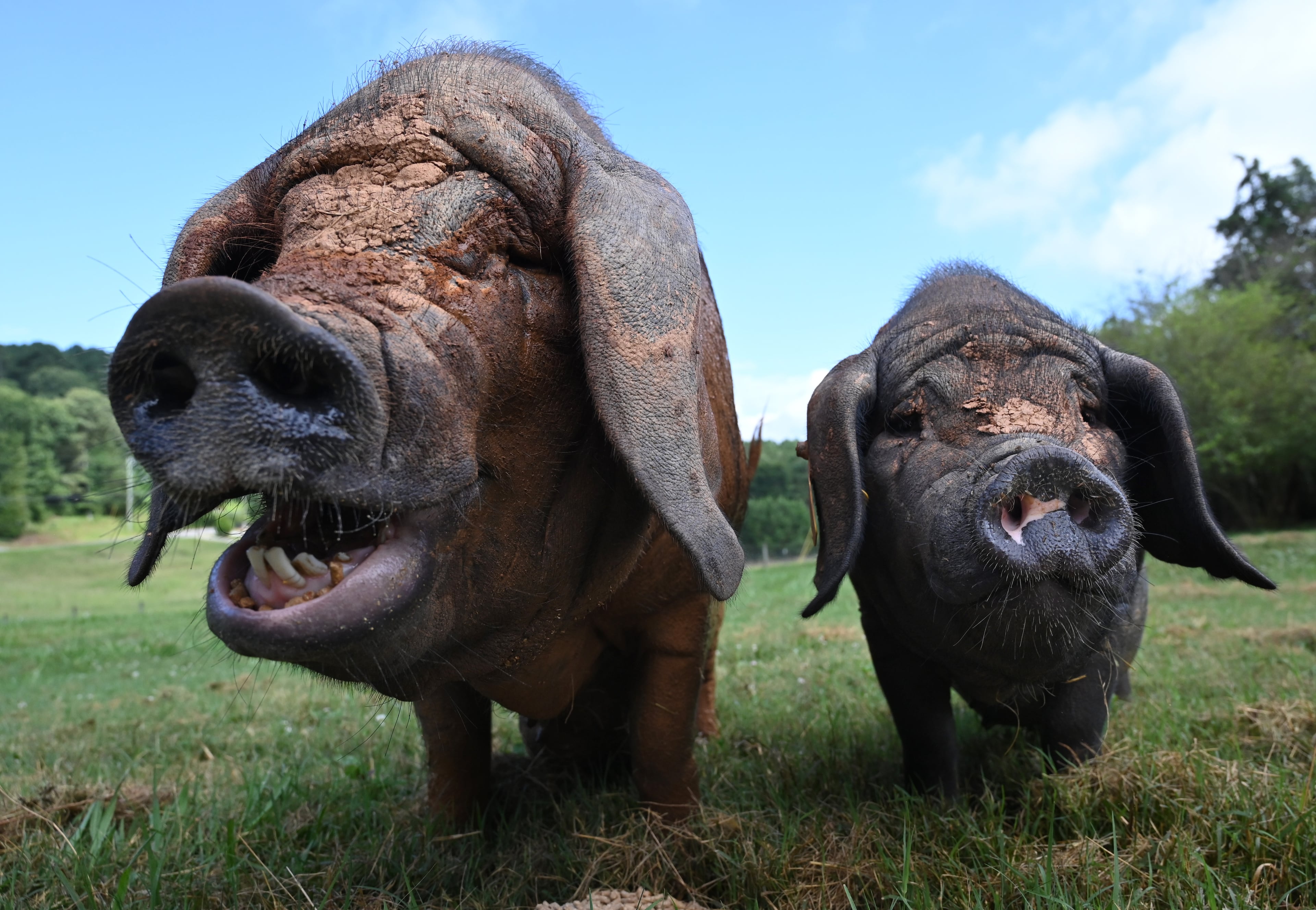 Laura Jensen (not pictured) feeds Meishan pigs at Jensen Reserve, Wednesday, July 2, 2025, in Loganville. Jensen is president of the American Meishan Breeders Association and the principal operator at Jensen Reserve. (Hyosub Shin/AJC)