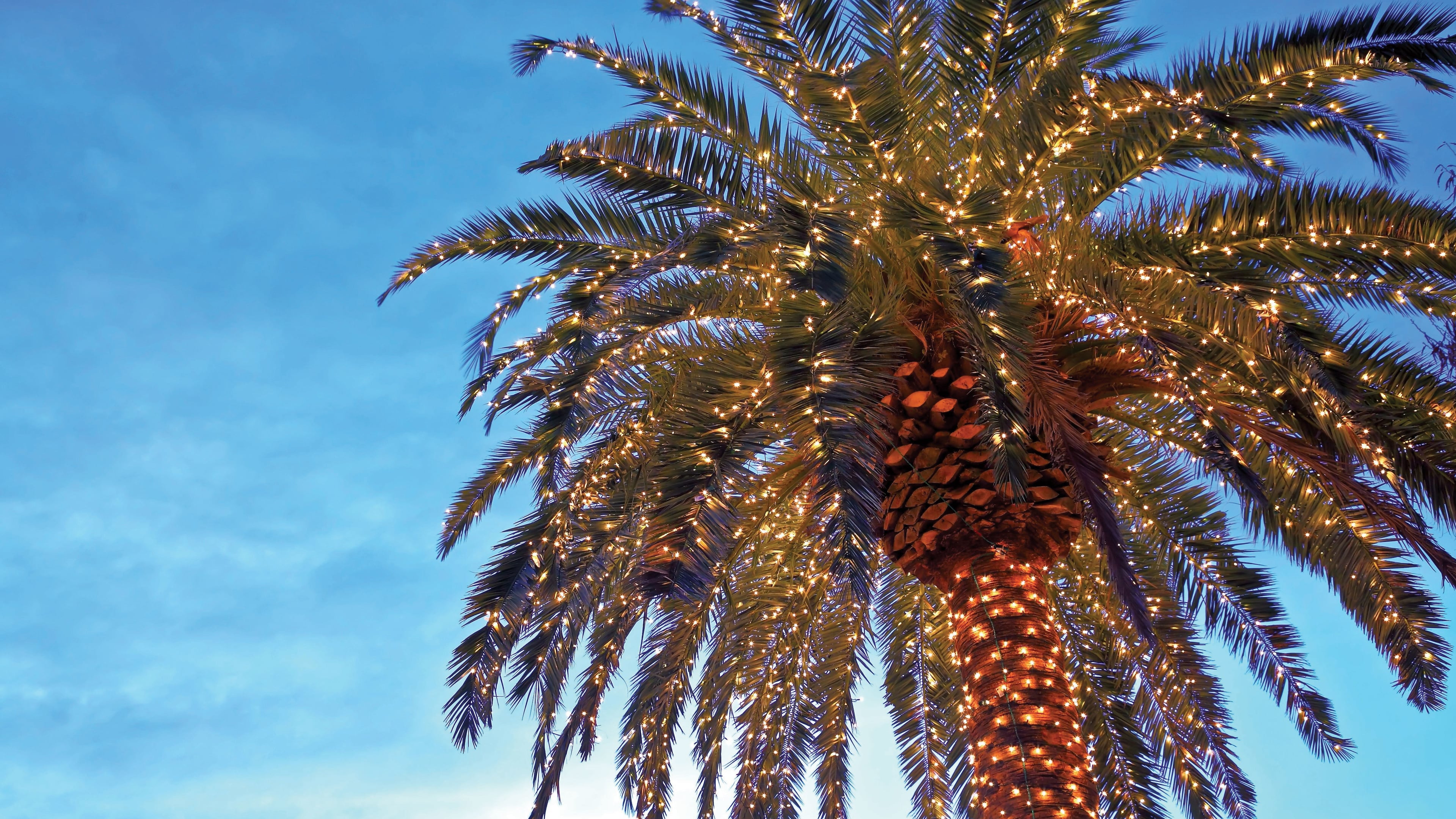 A palm tree is illuminated with lights for the Christmas season in Charleston, S.C.