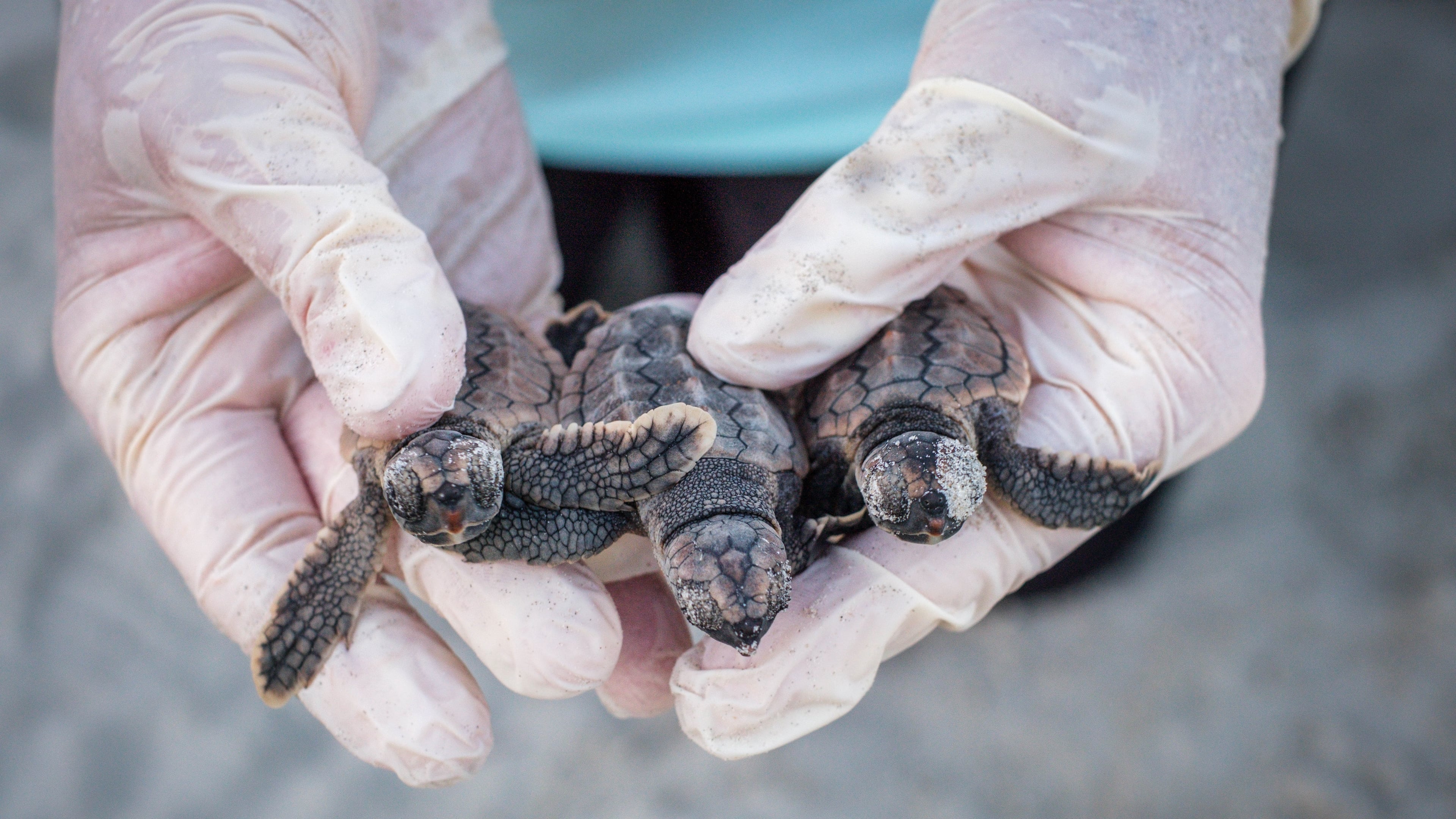 Kris Williams Carroll, director of the Caretta Research Project, holds three loggerhead hatchlings found during the excavation of a nest on Wassaw Island, Ga., July 18, 2026. (Justin Taylor/The Current GA/CatchLight/Report for America via AP)