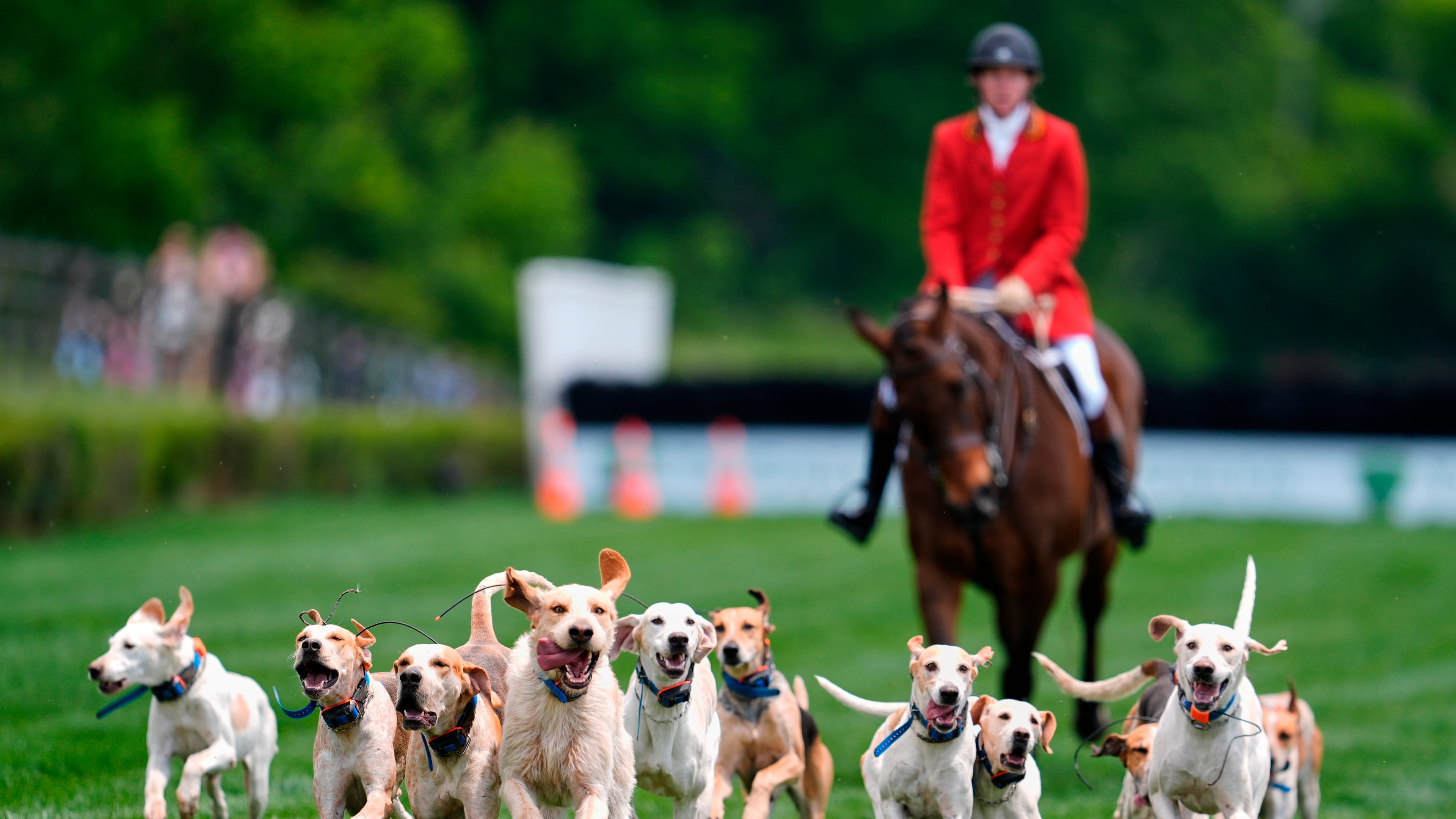 Hounds runs on the track during the Parade of Mells Foxhounds at the Iroquois Steeplechase in Nashville, Tenn., Saturday, May 9, 2026. (AP Photo/George Walker IV)
