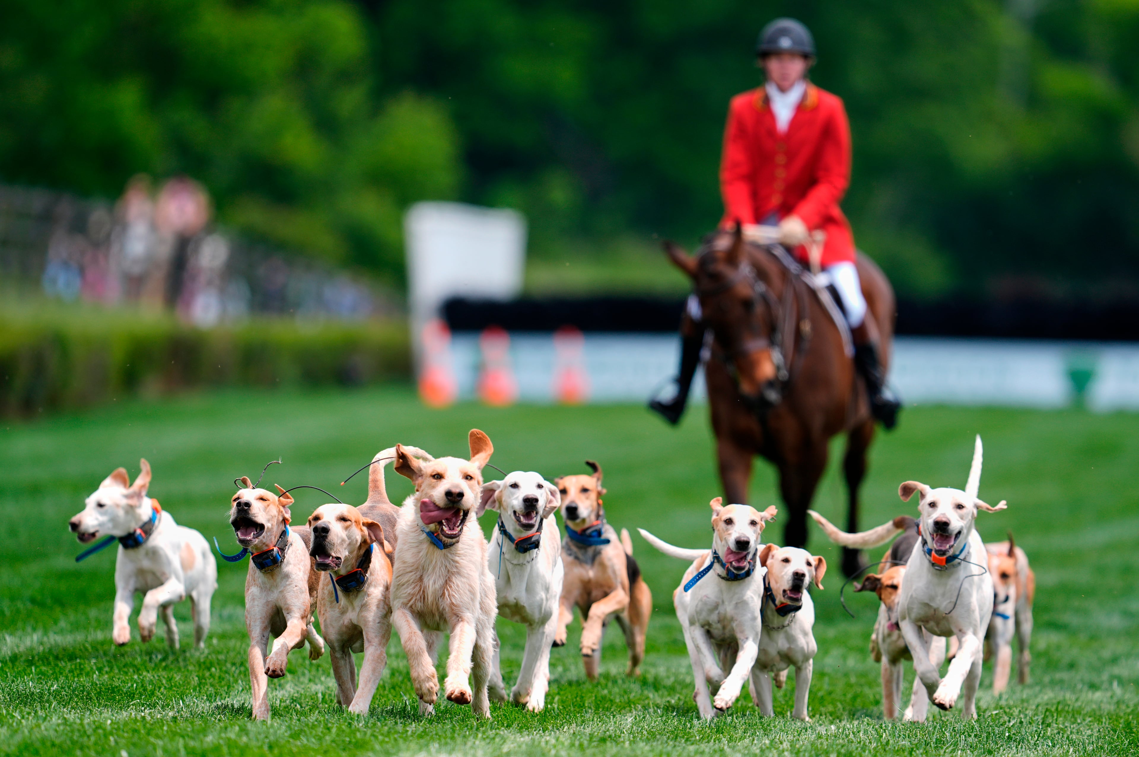 Iroquois Steeplechase Foxhounds