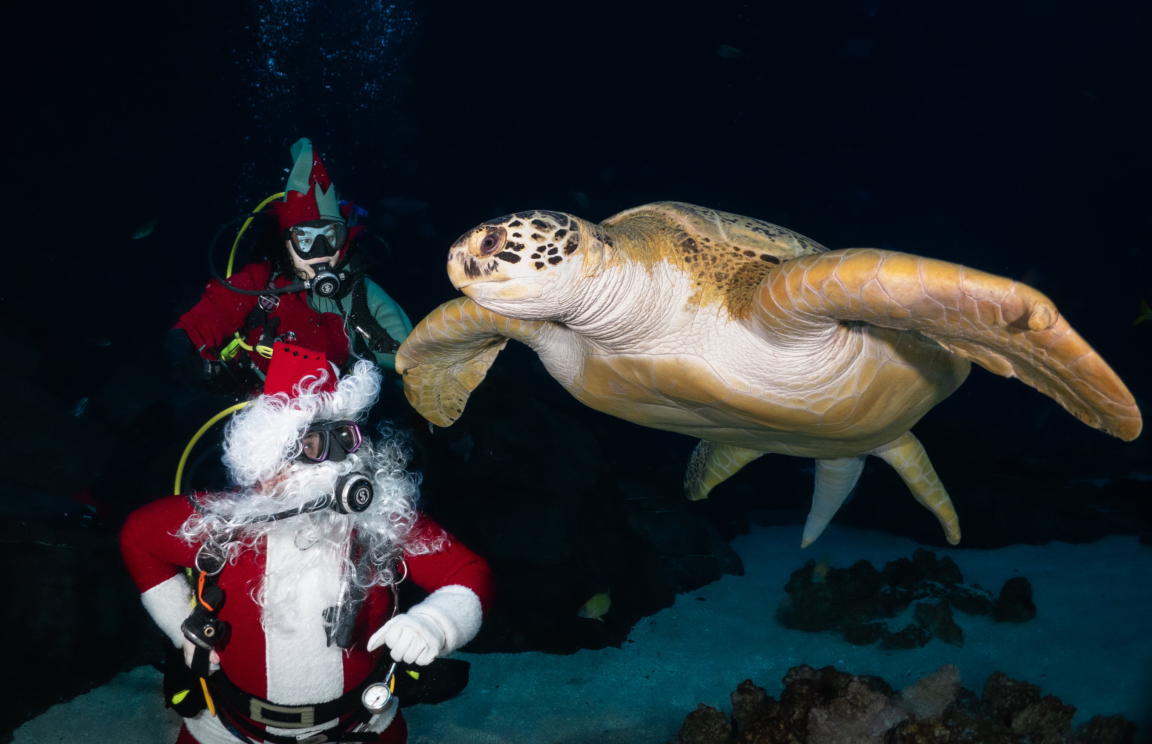 Scuba Claus and his elf visit with a green sea turtle in Georgia Aquarium's Ocean Voyager aquatic exhibit. Visitors to the aquarium can see Scuba Claus on select days in December. Courtesy of Georgia Aquarium