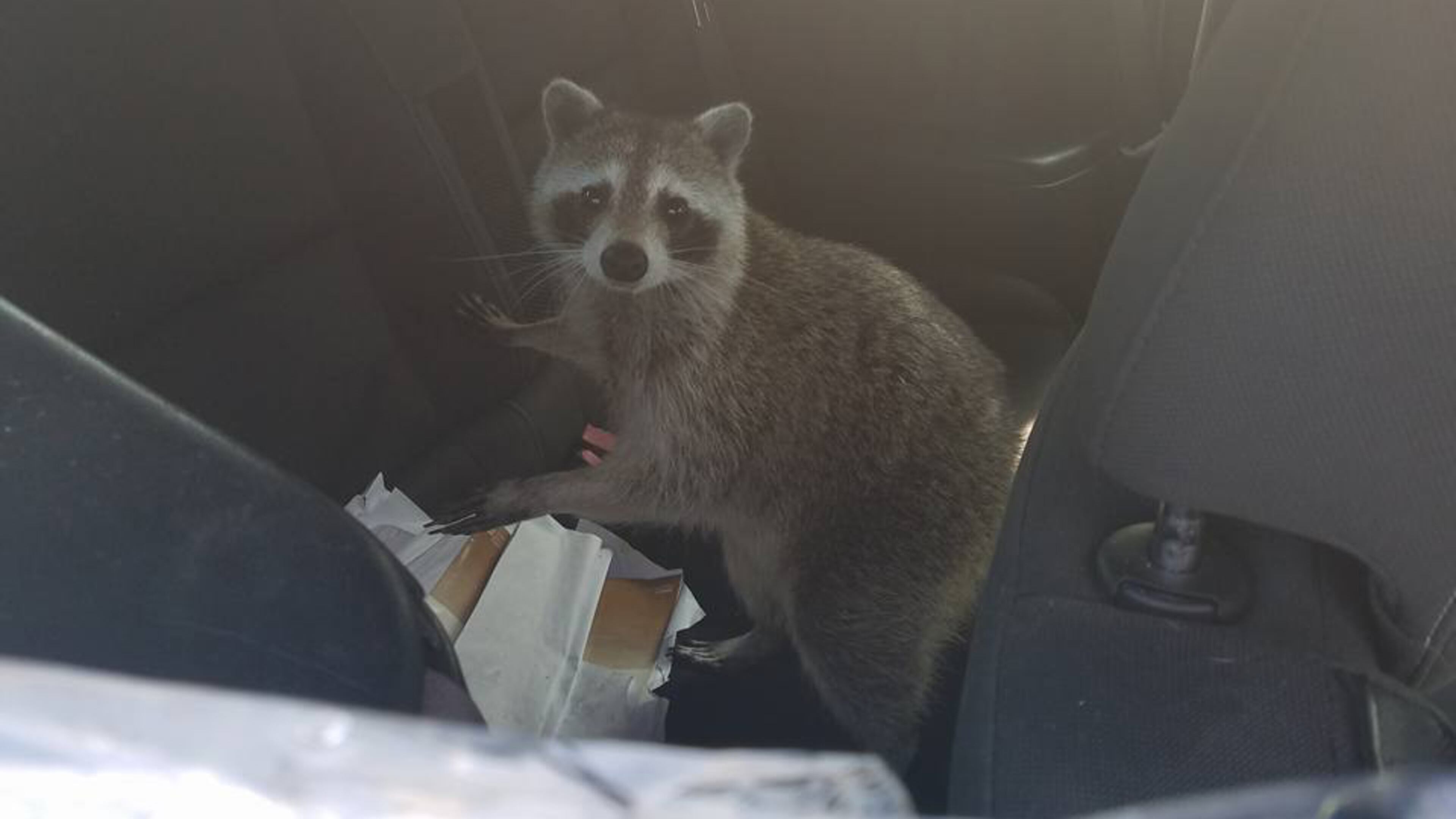 A raccoon gave birth in the backseat of a vehicle in Florida (Wildlife Inc. Education & Rehabilitation Center/Facebook)
