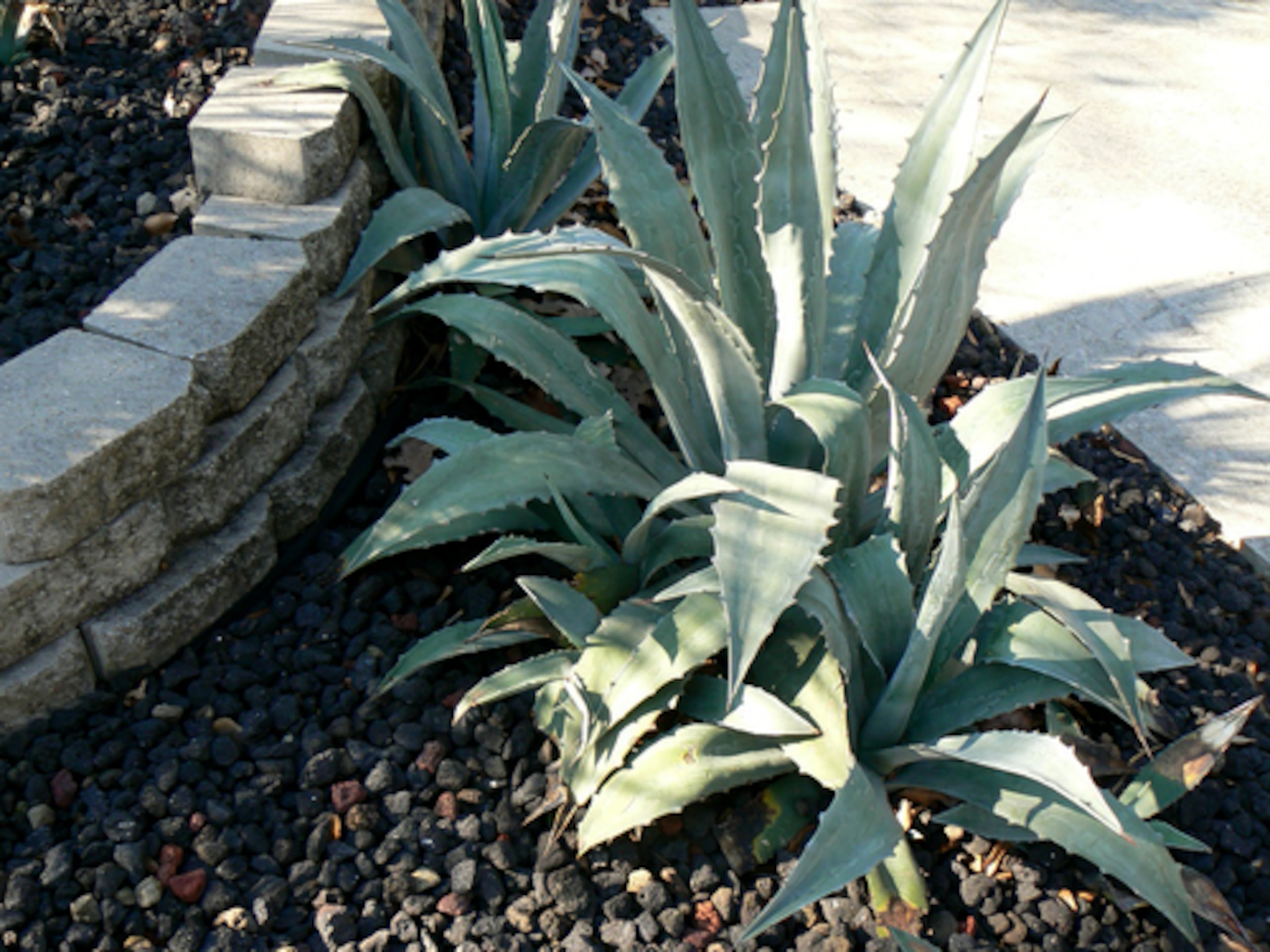 Palm trees, agaves and yuccas finish the look in Cox's tropical-themed backyard.
