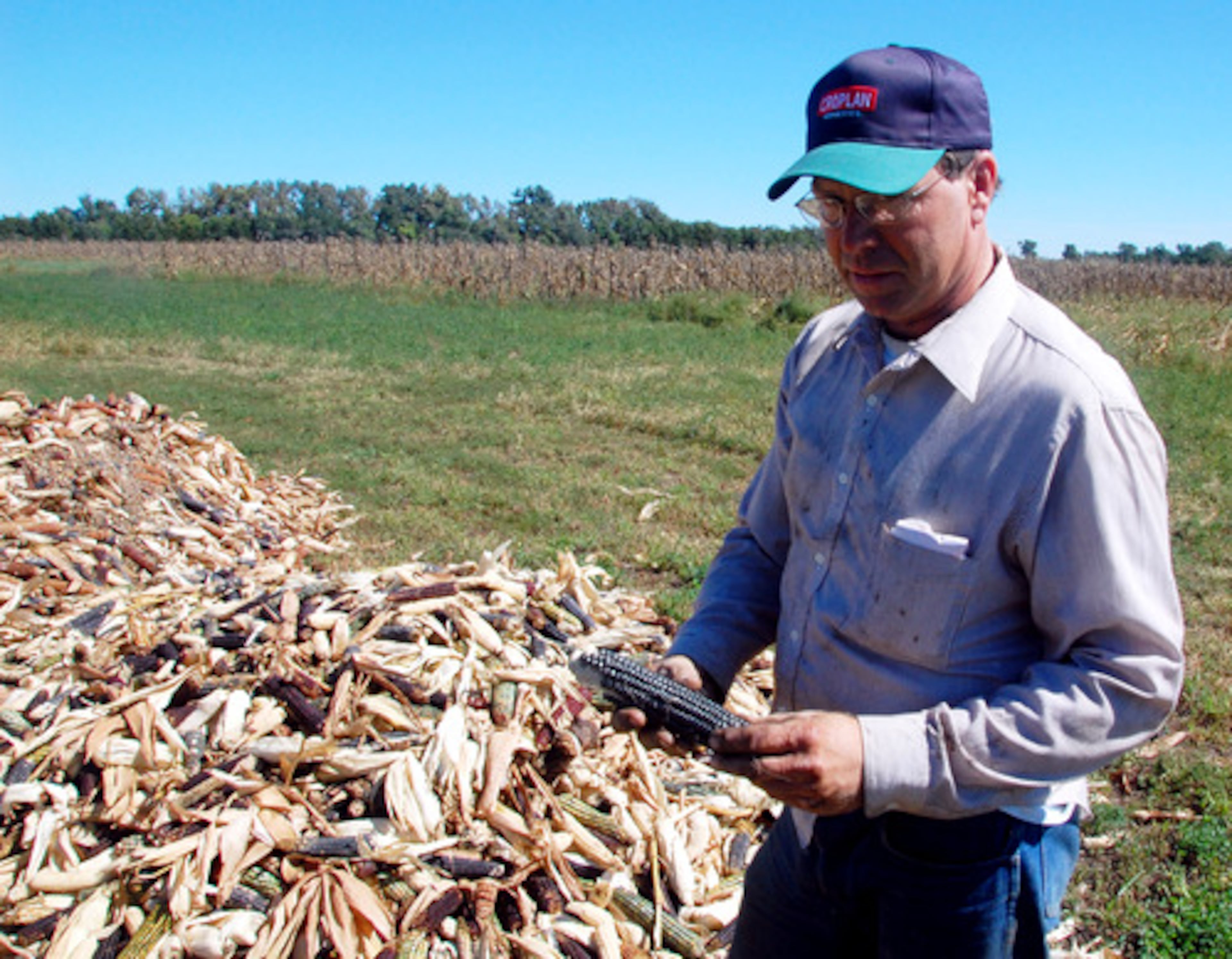 Farmer Wade Strand grows all of the corn used to create the murals.
