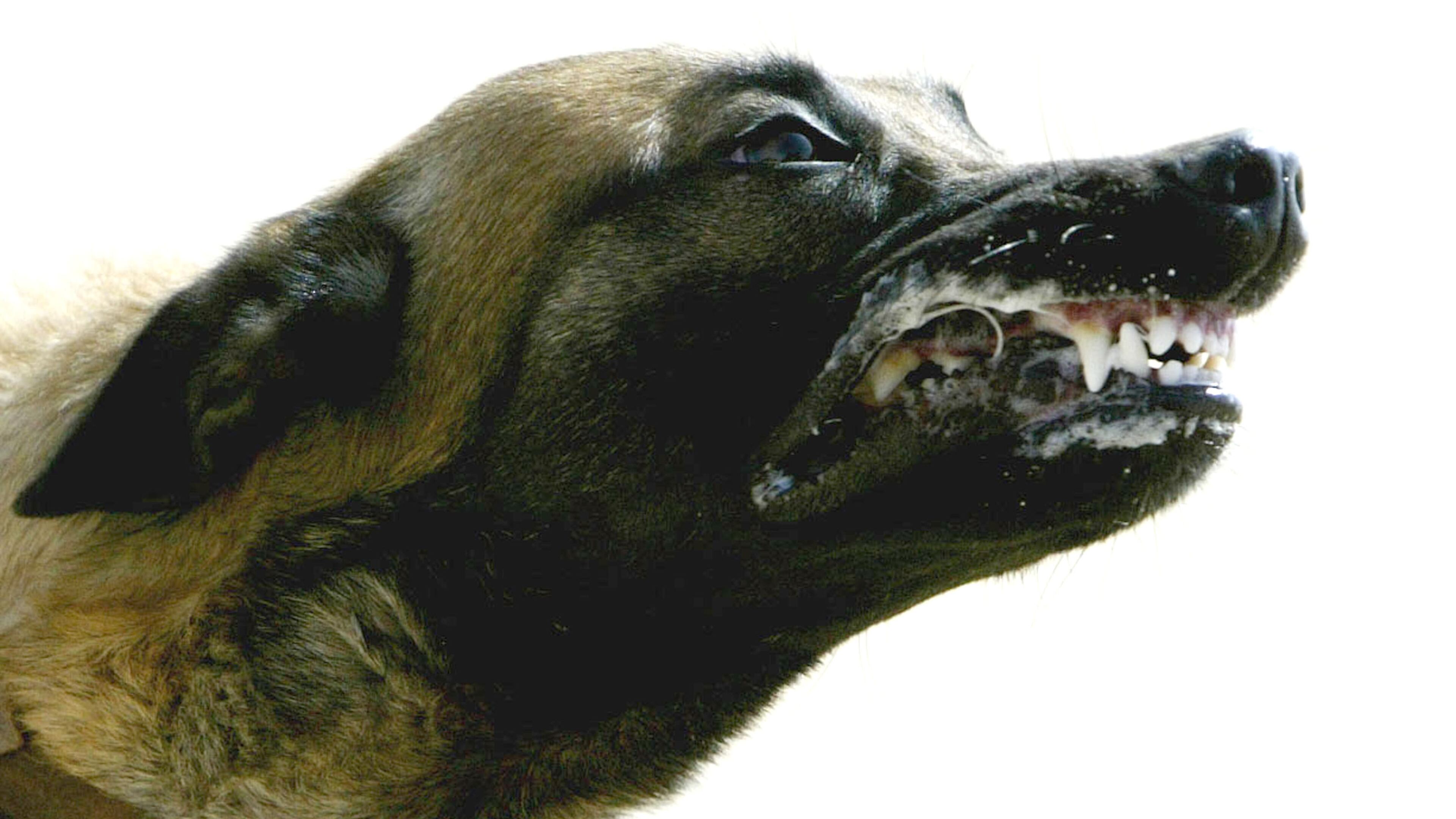 State Farm said May 15, 2013, that it paid out more than $108 million in dog-bite claims in 2012.